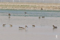 Northern Pintail