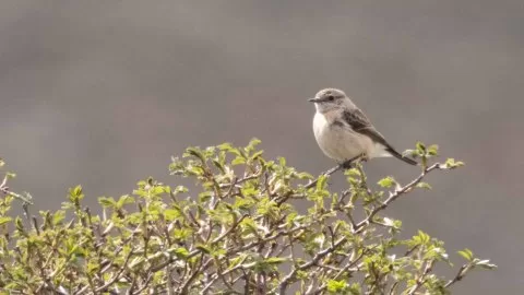 Sibirya taşkuşu