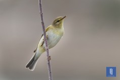 Söğütbülbülü