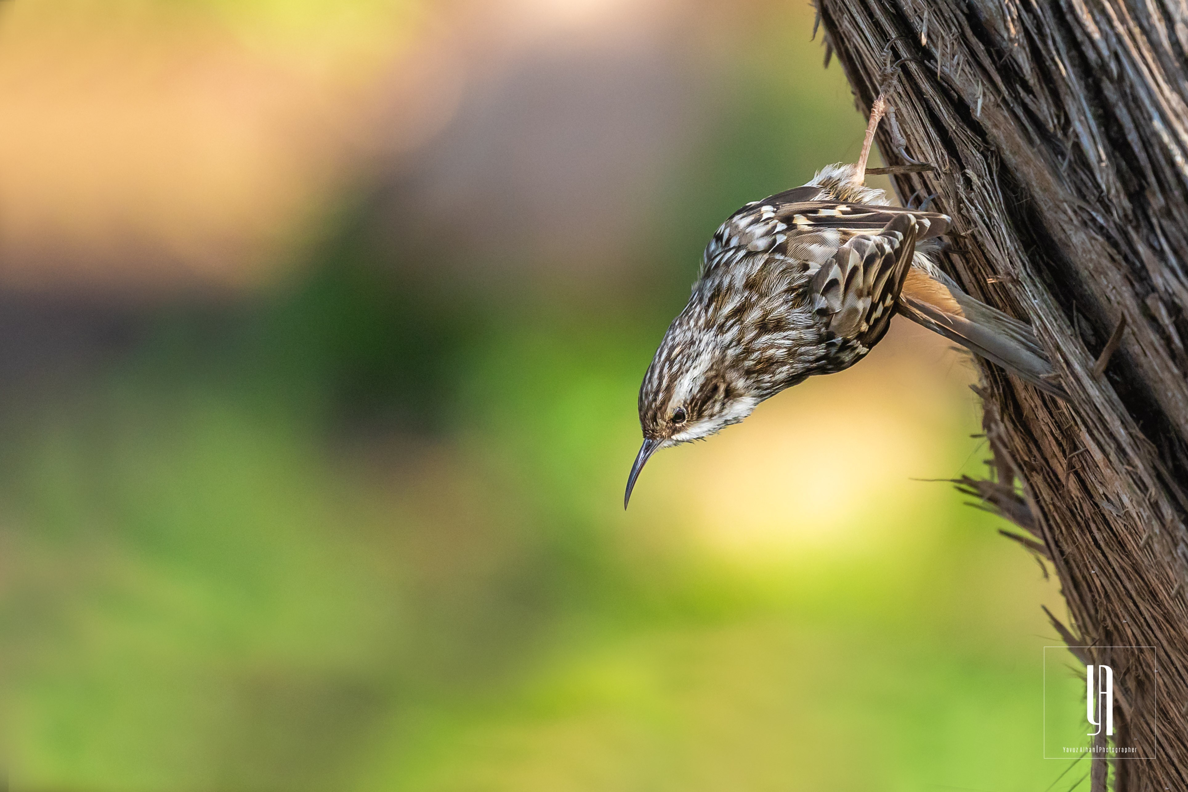 Short-toed Treecreeper