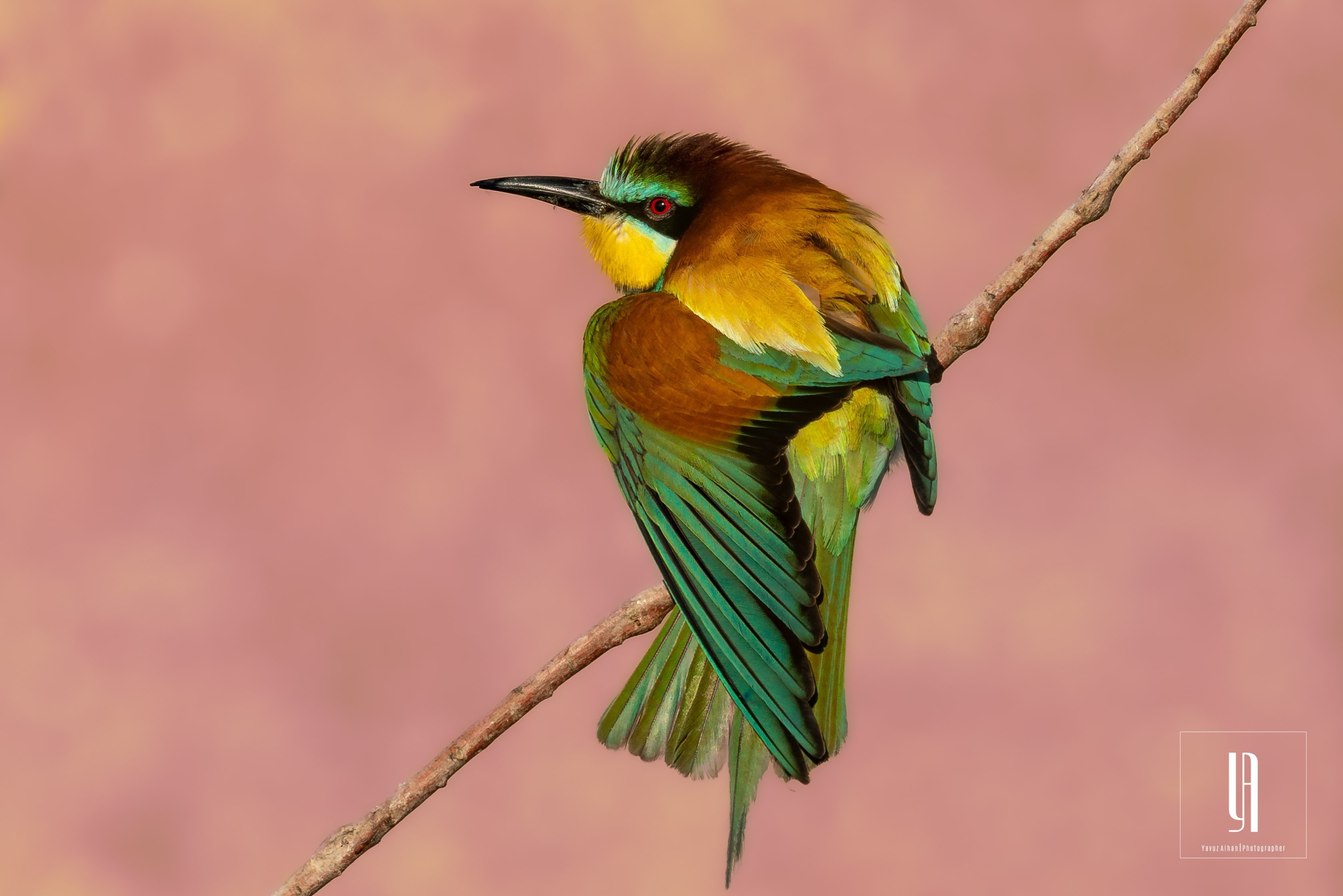 European Bee-eater