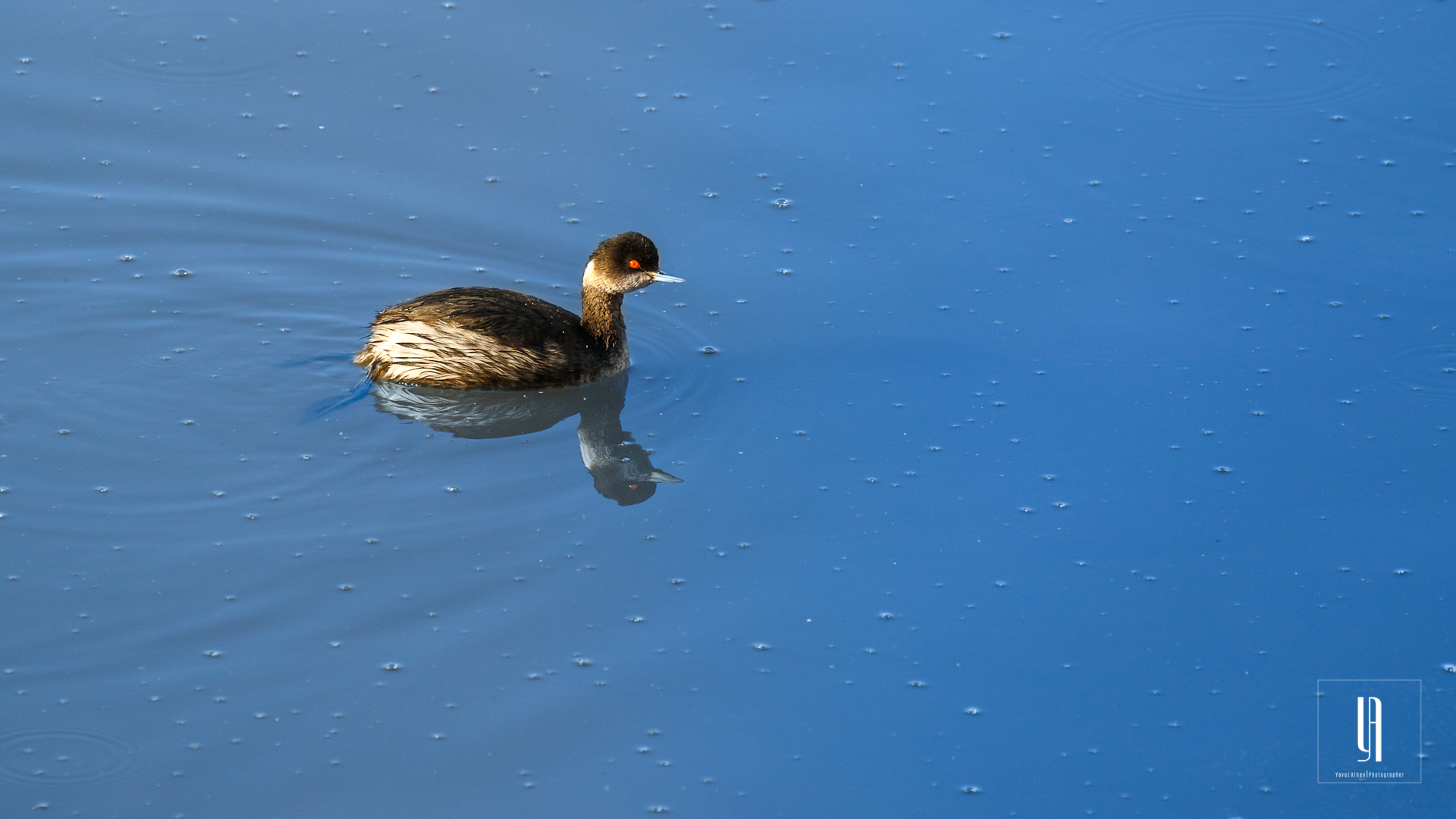 Eared Grebe — Ana fotoğraf