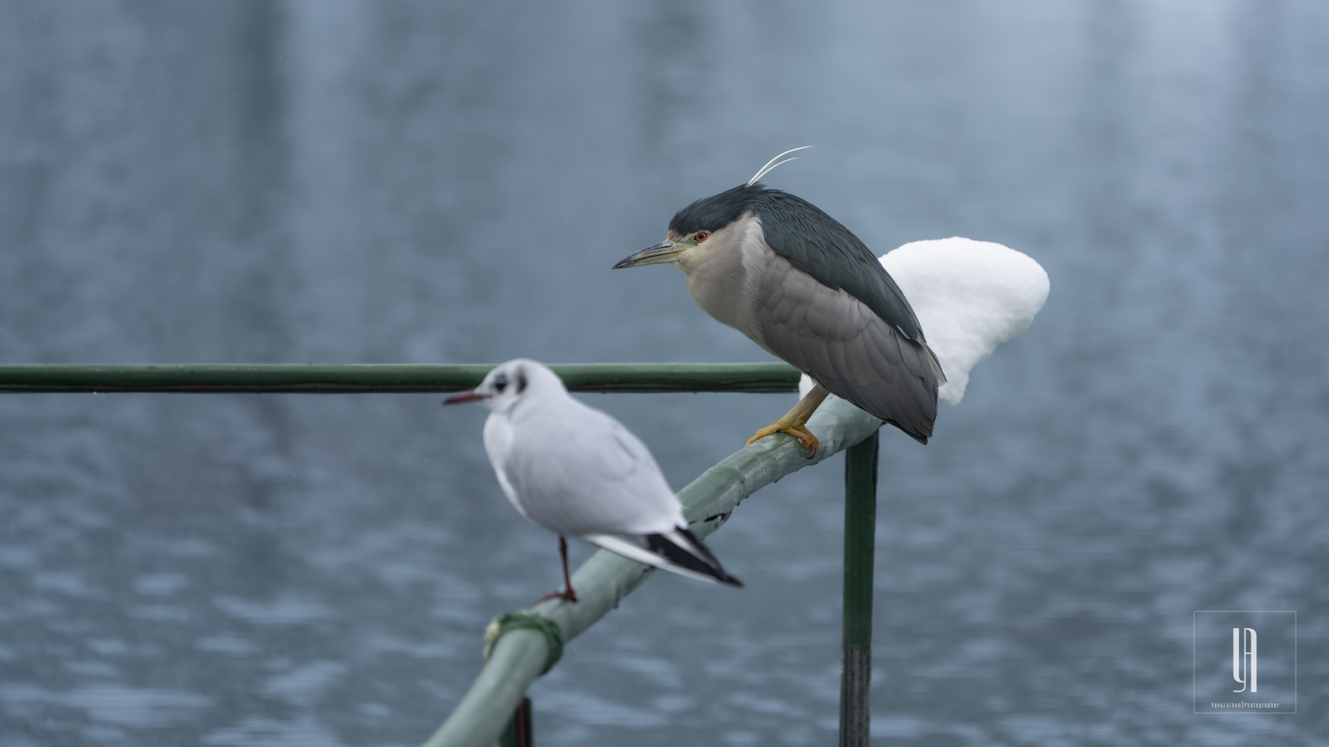 Black-crowned Night-Heron