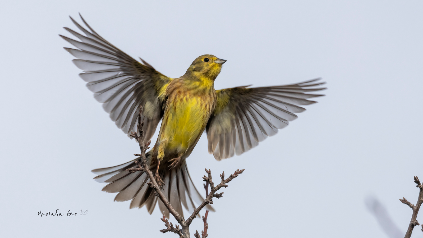 Yellowhammer — Ana fotoğraf