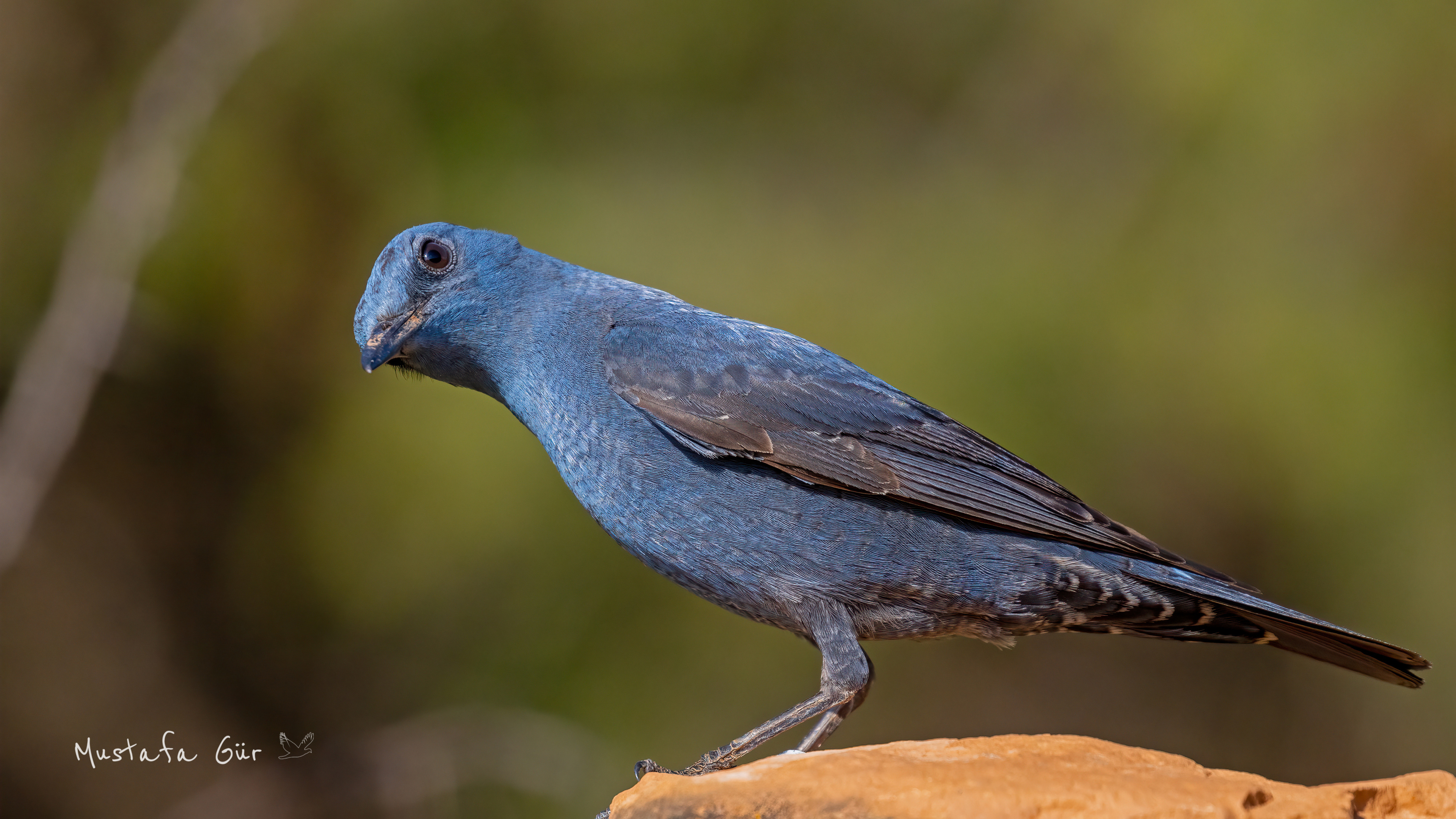 Blue Rock-Thrush