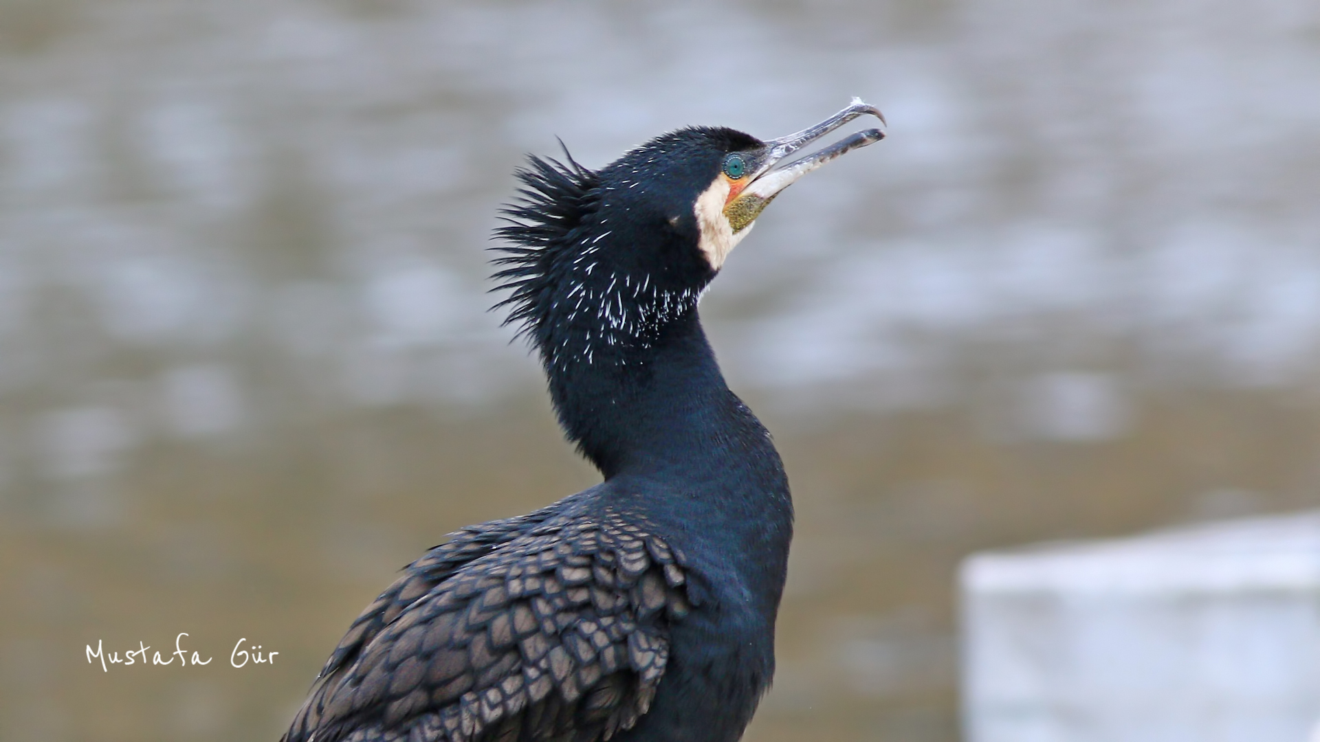 Great Cormorant