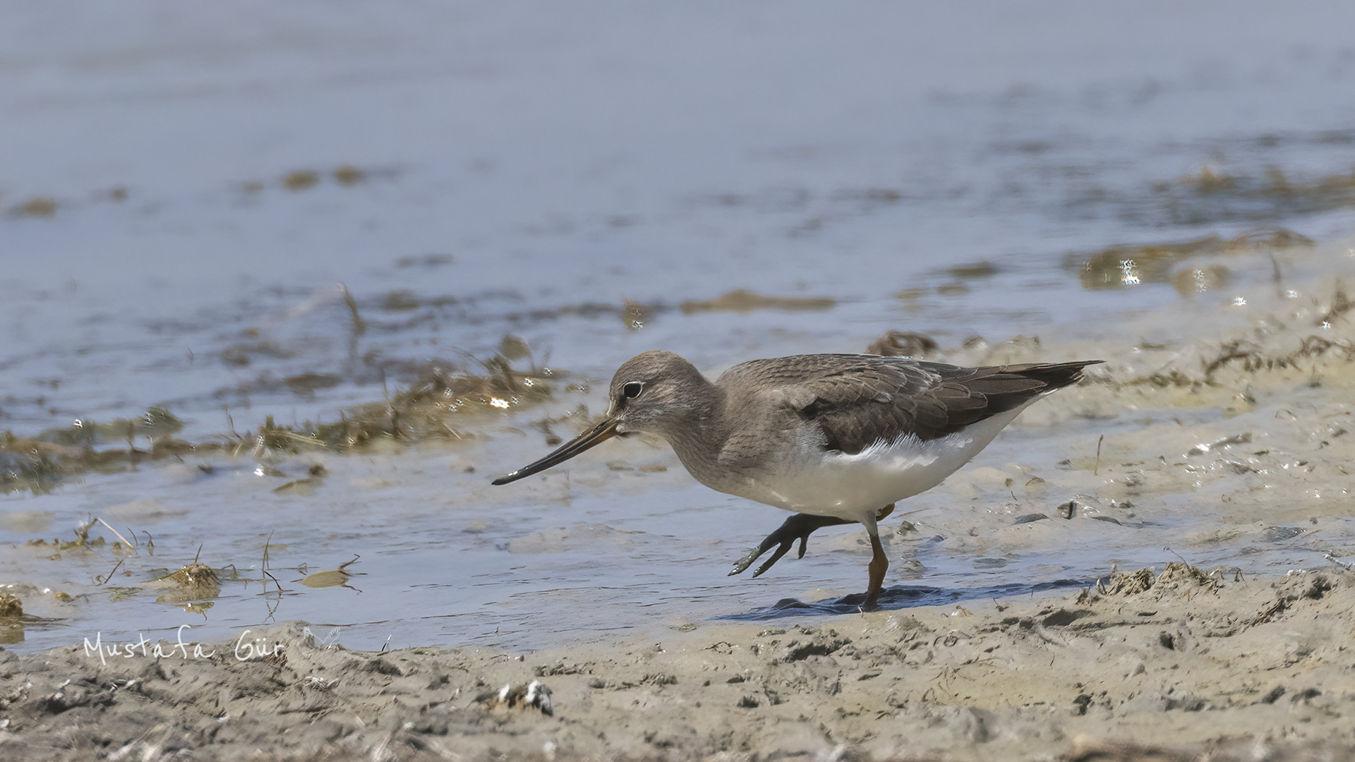 Terek Sandpiper