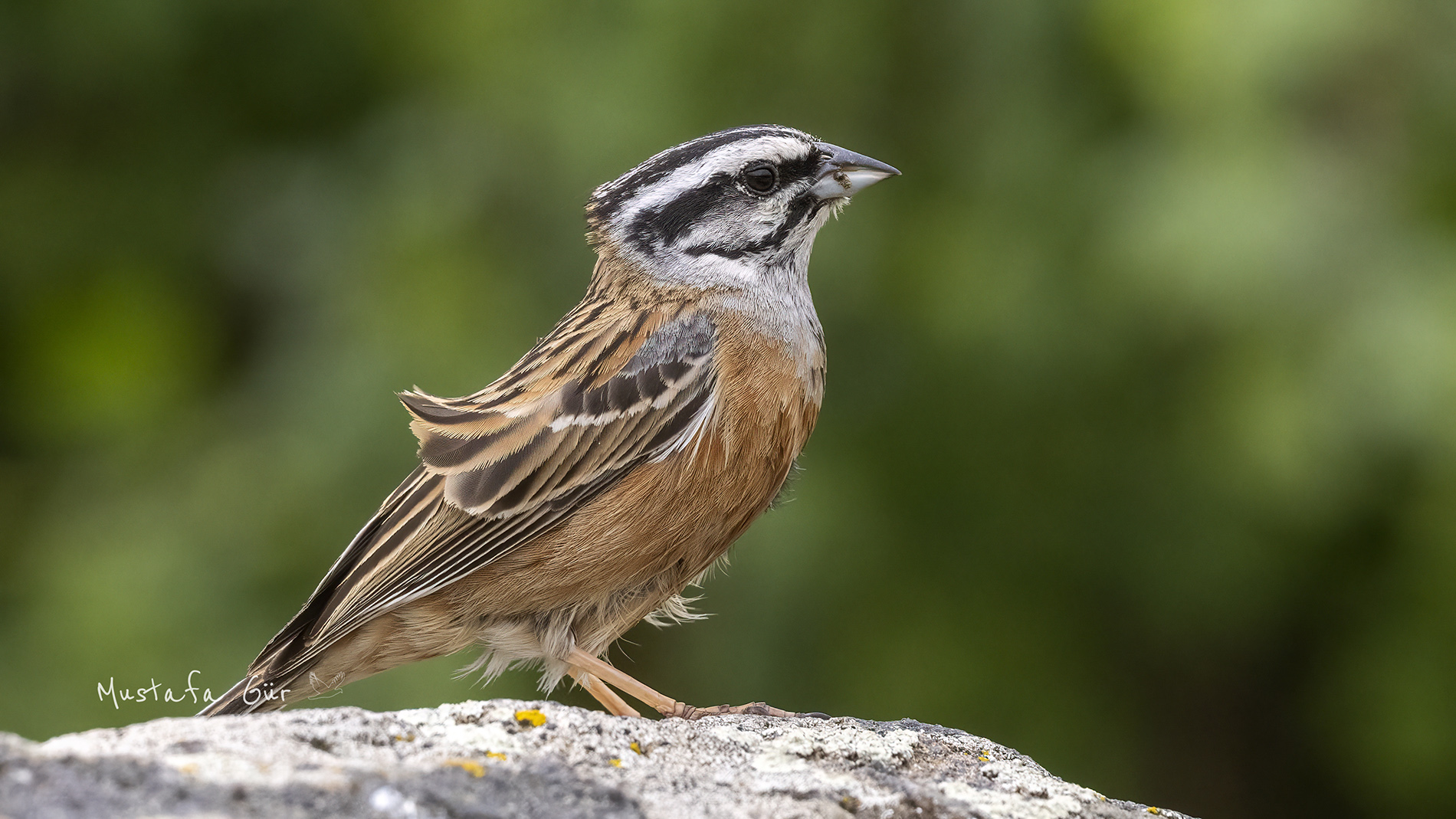 Rock Bunting