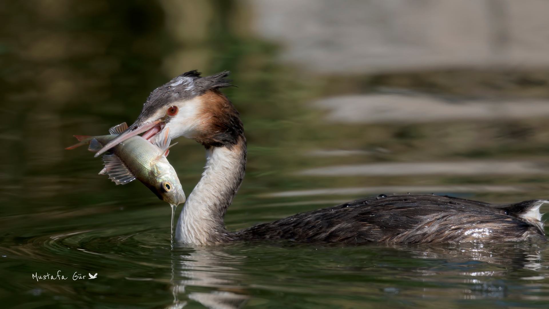 Great Crested Grebe