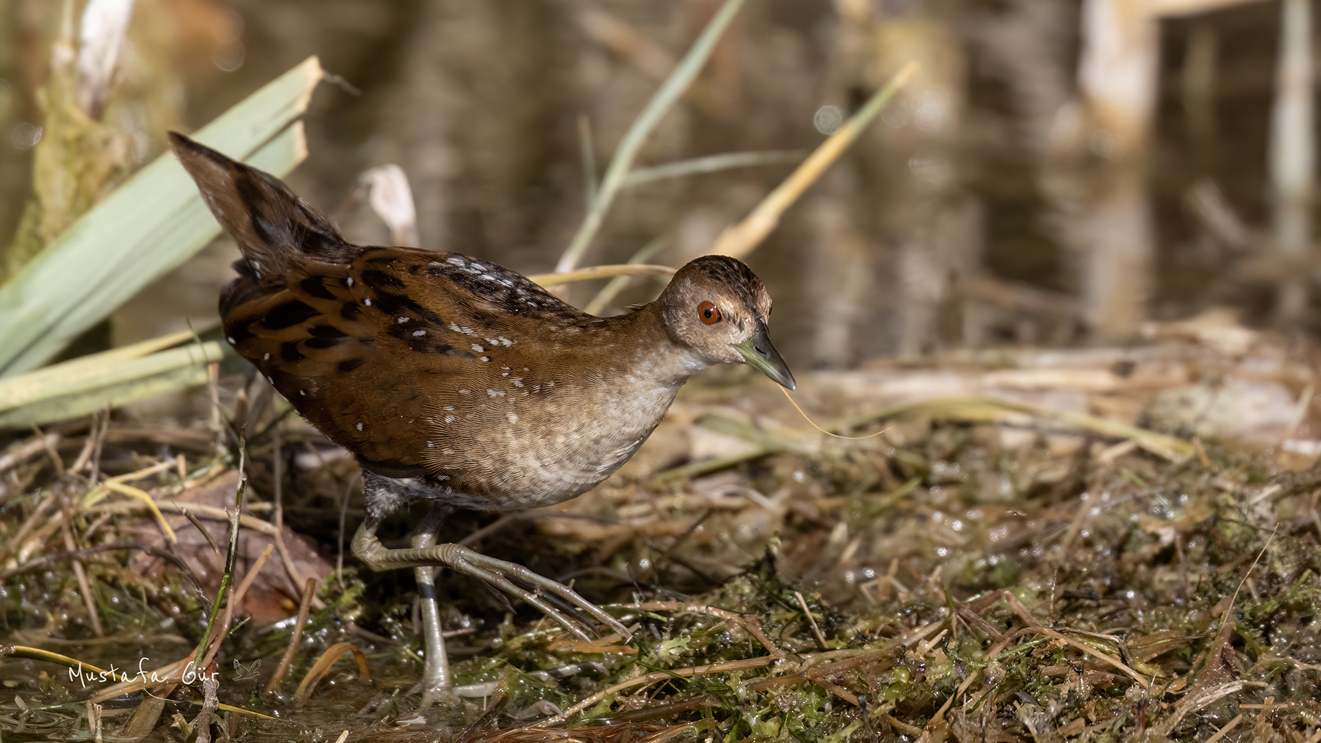 Baillon's Crake