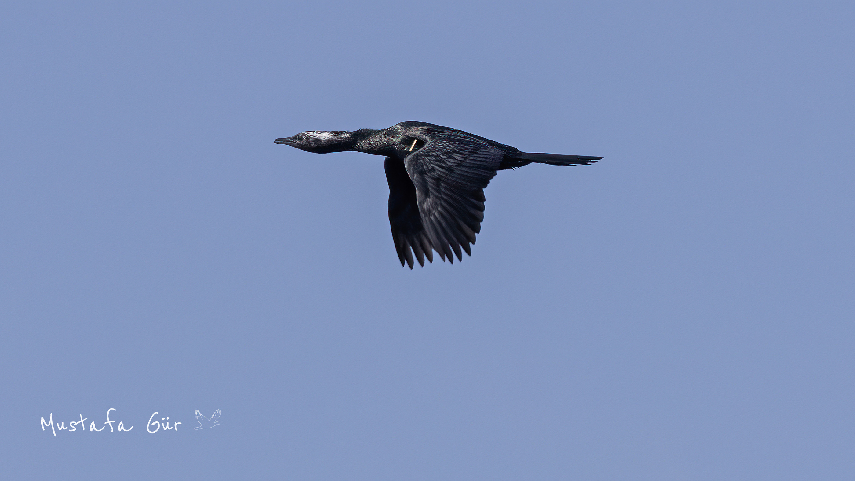 Pygmy Cormorant