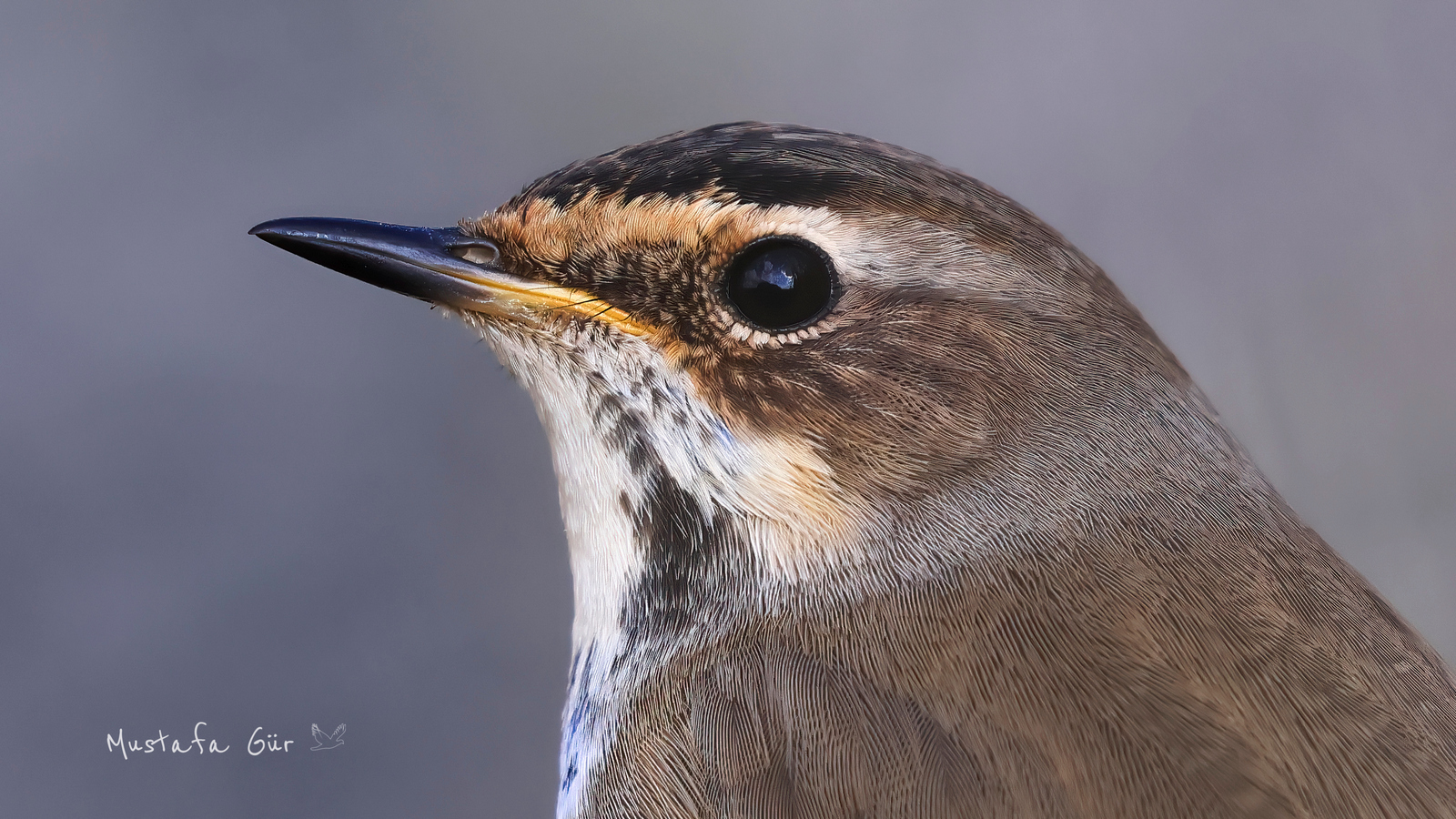 Bluethroat