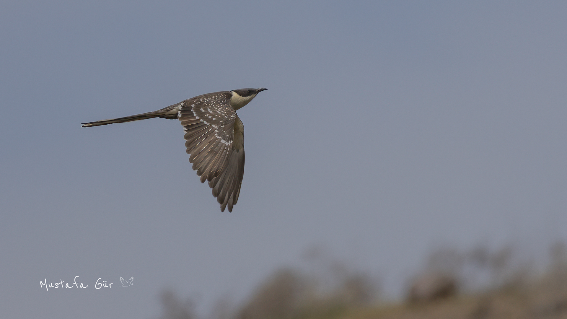Great Spotted Cuckoo