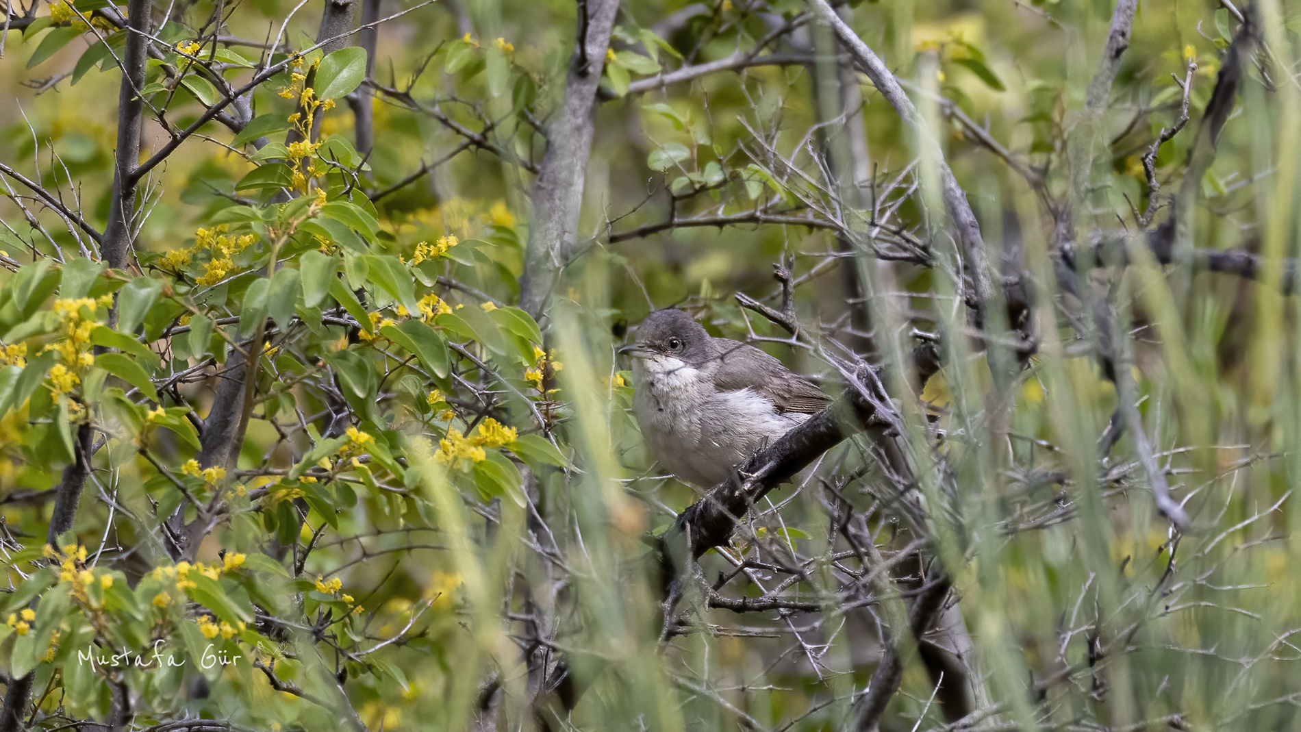 Eastern Orphean Warbler — Ana fotoğraf