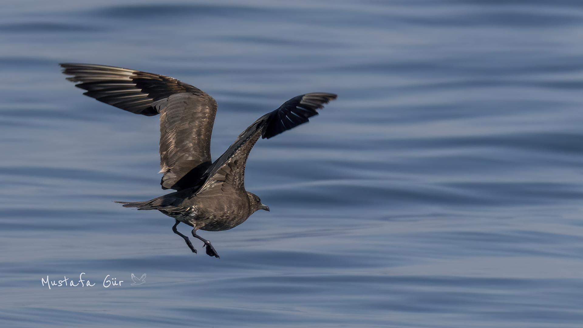 Parasitic Jaeger