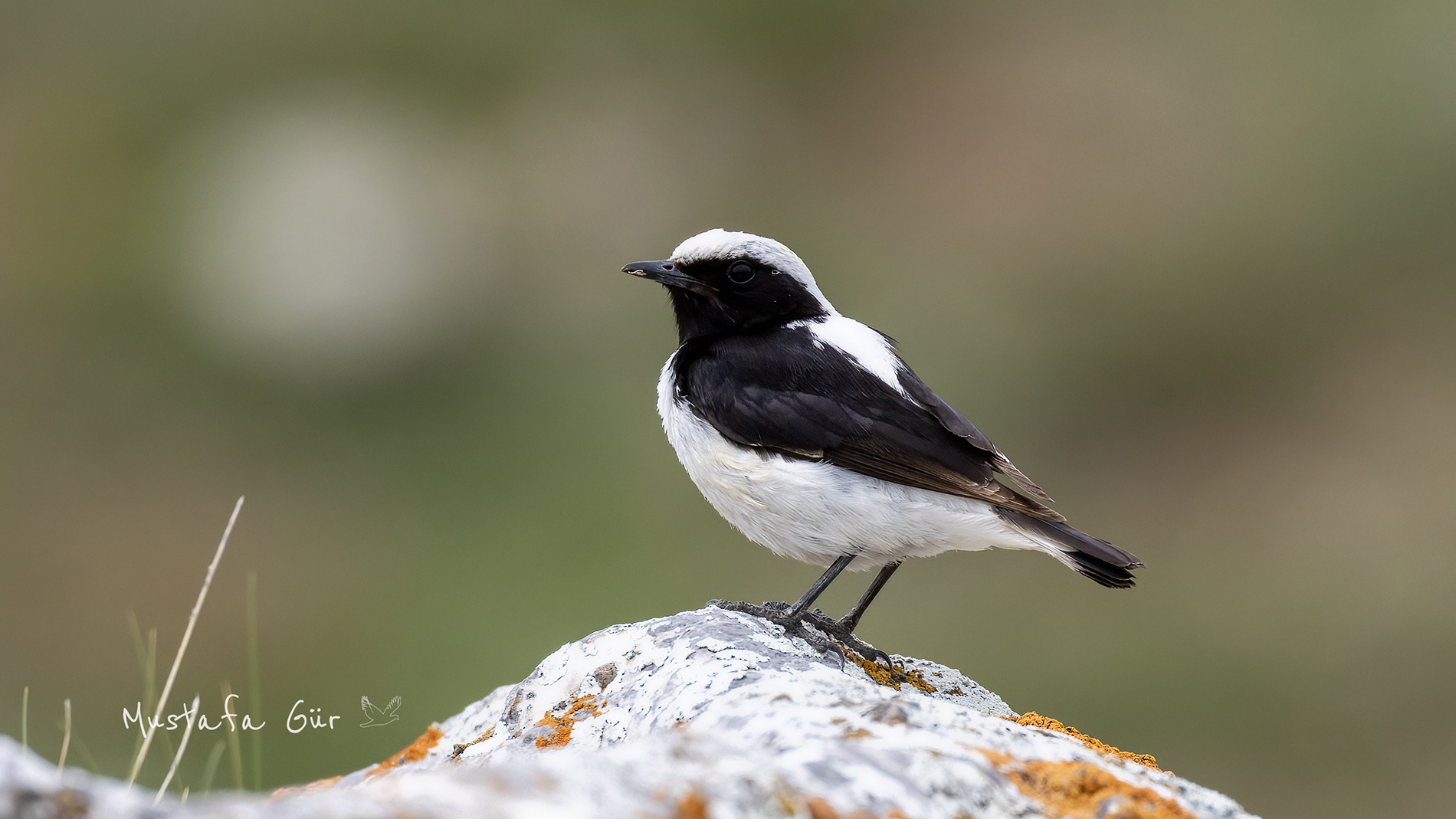 Finsch's Wheatear