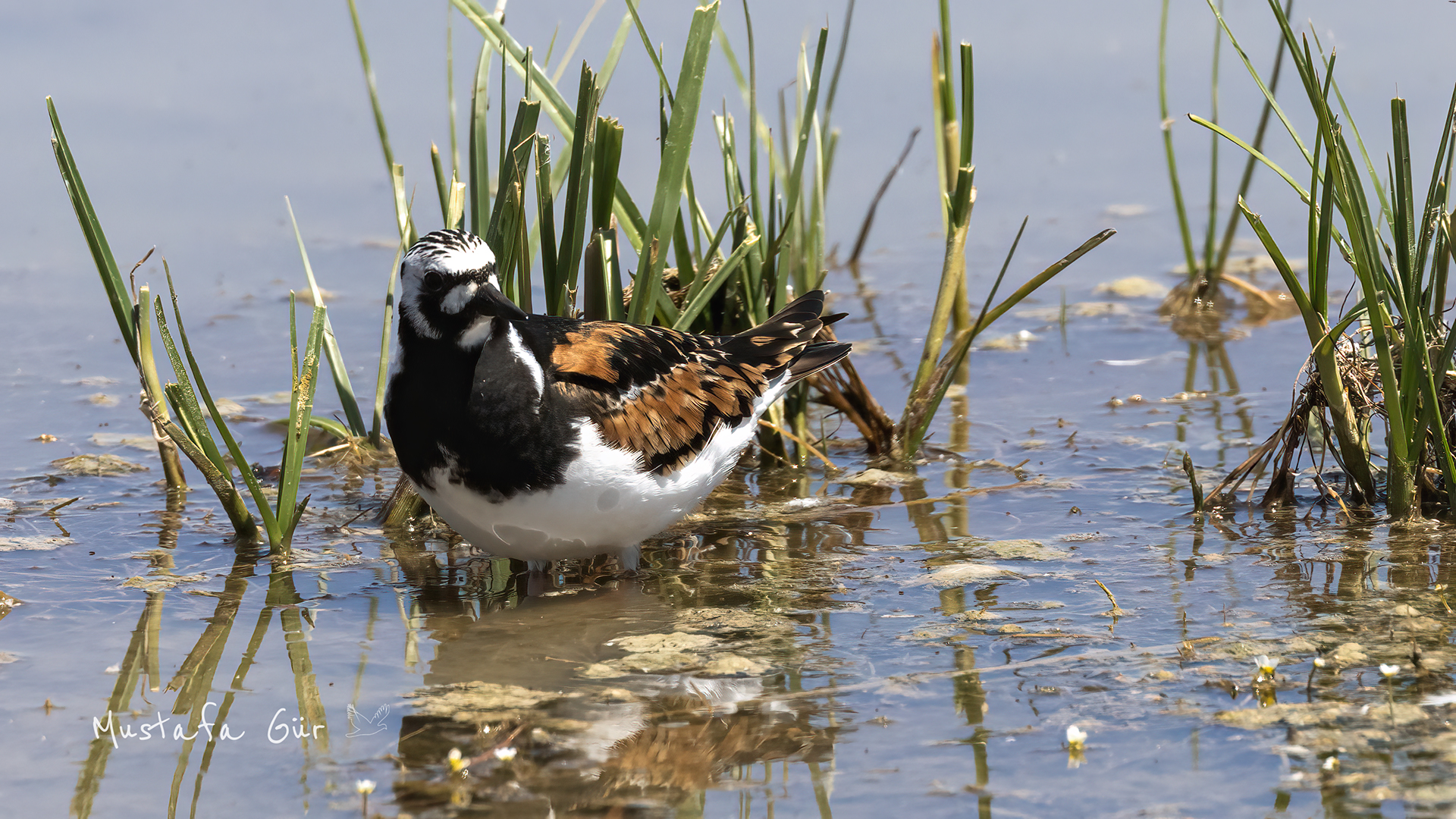 Ruddy Turnstone