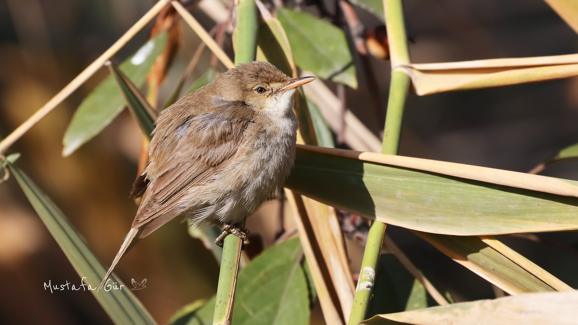 Marsh Warbler