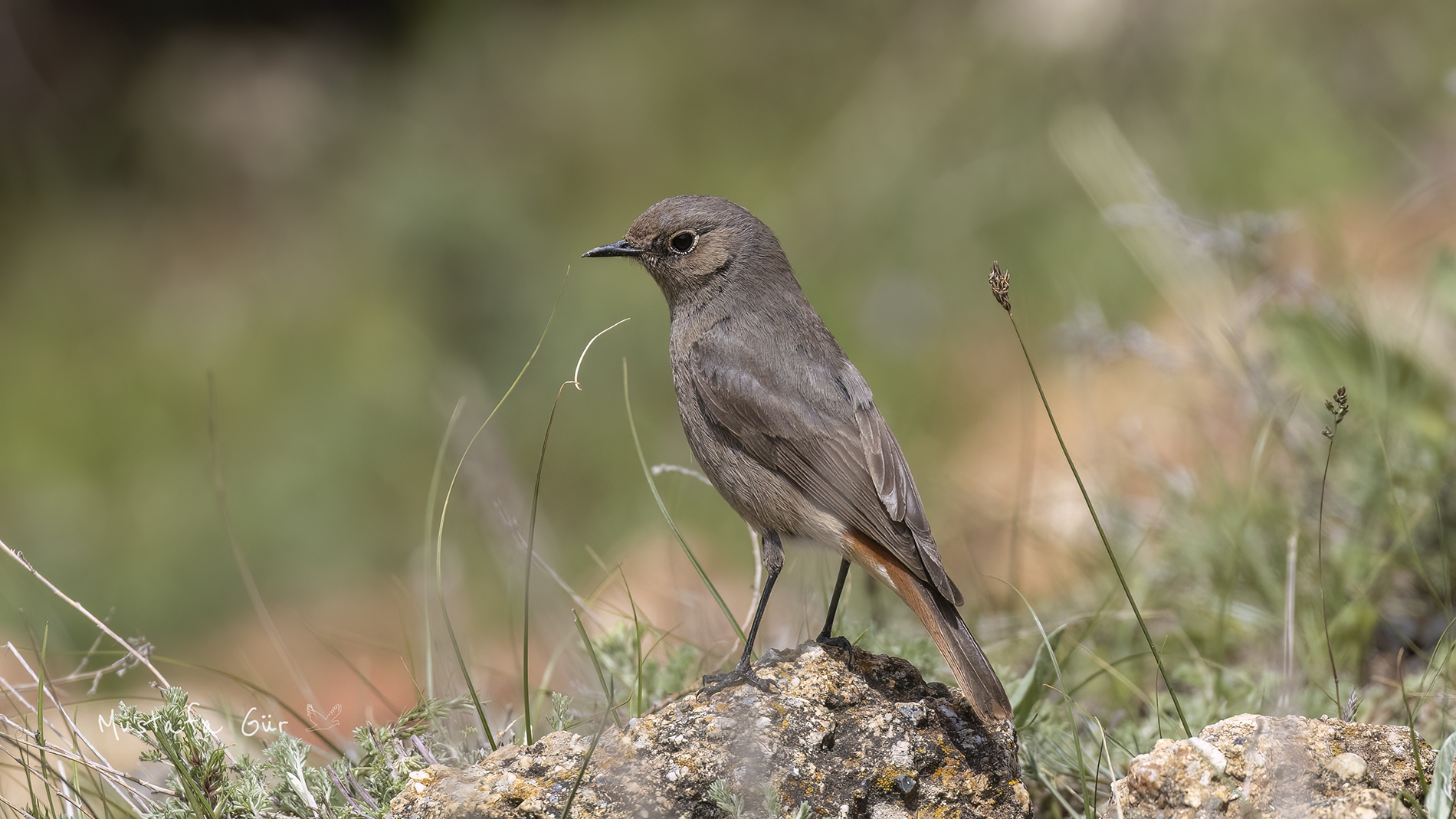 Black Redstart