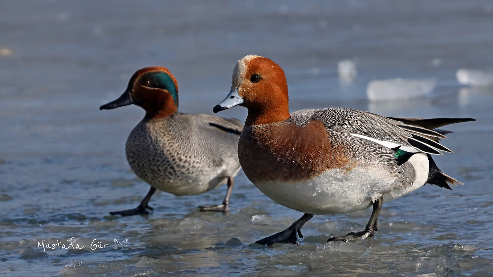 Eurasian Wigeon