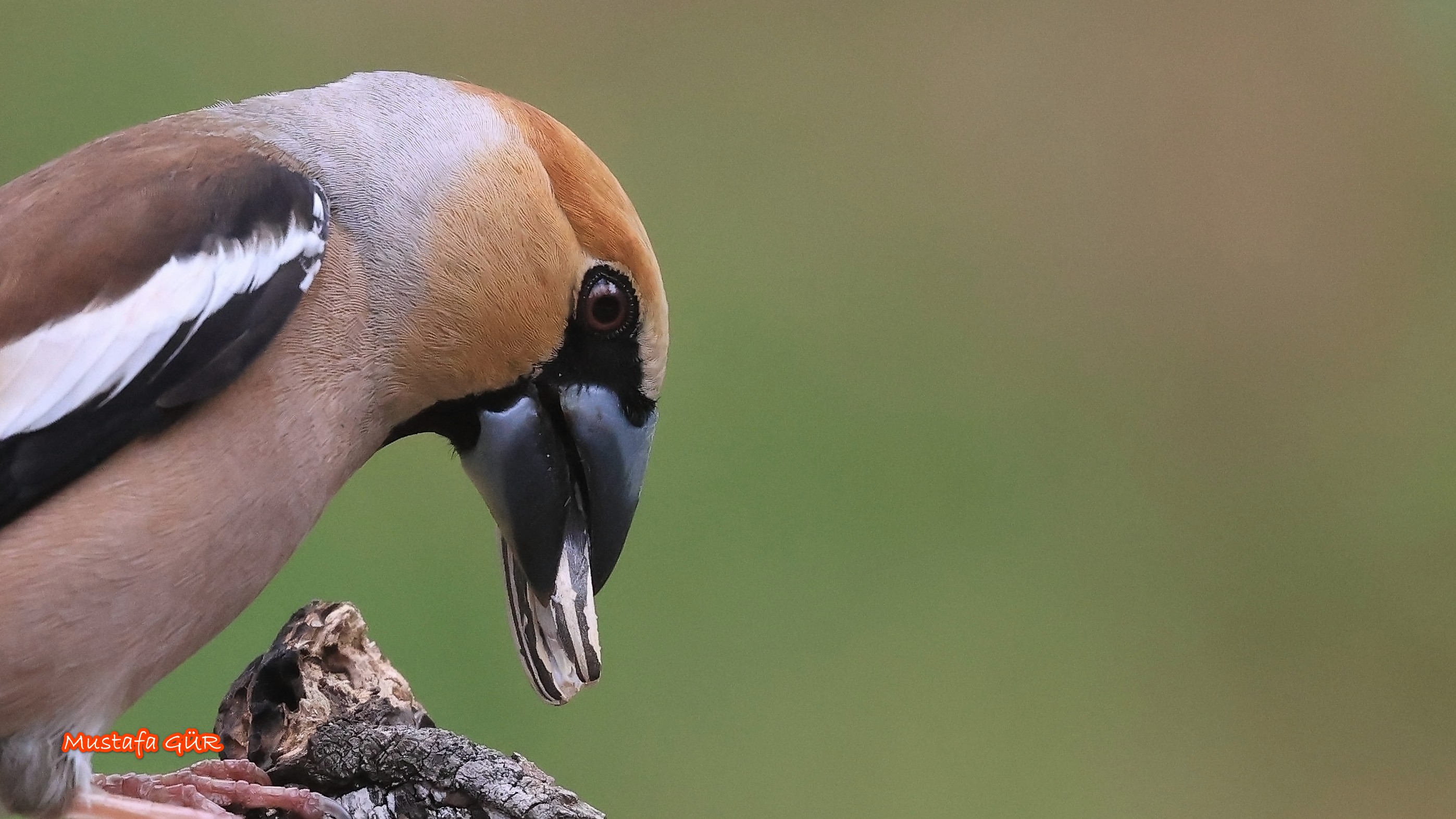 Hawfinch