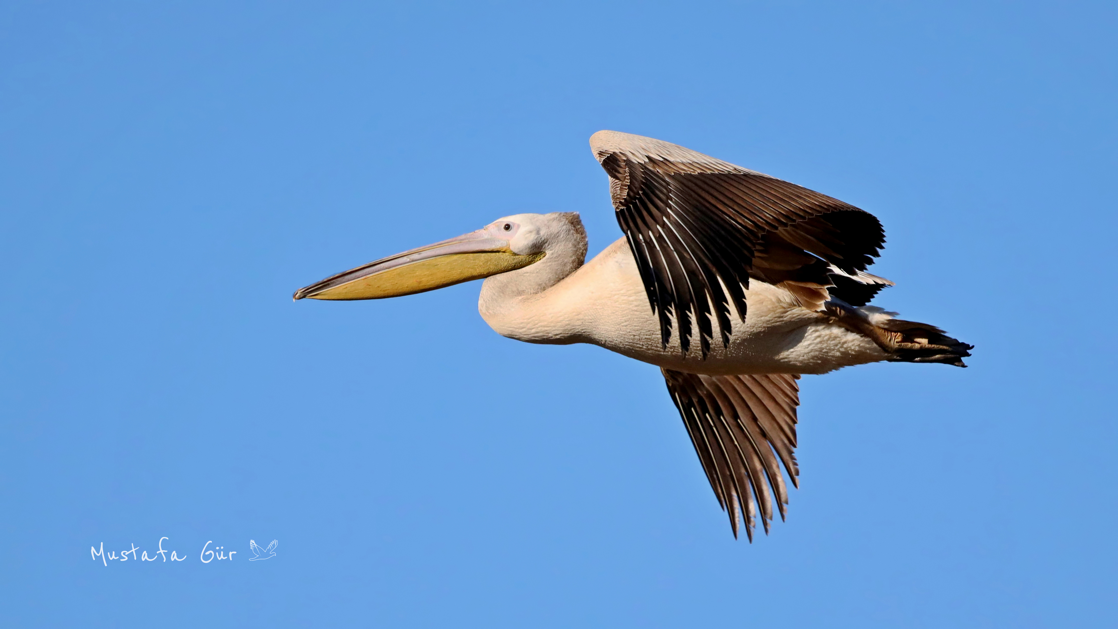 Great White Pelican