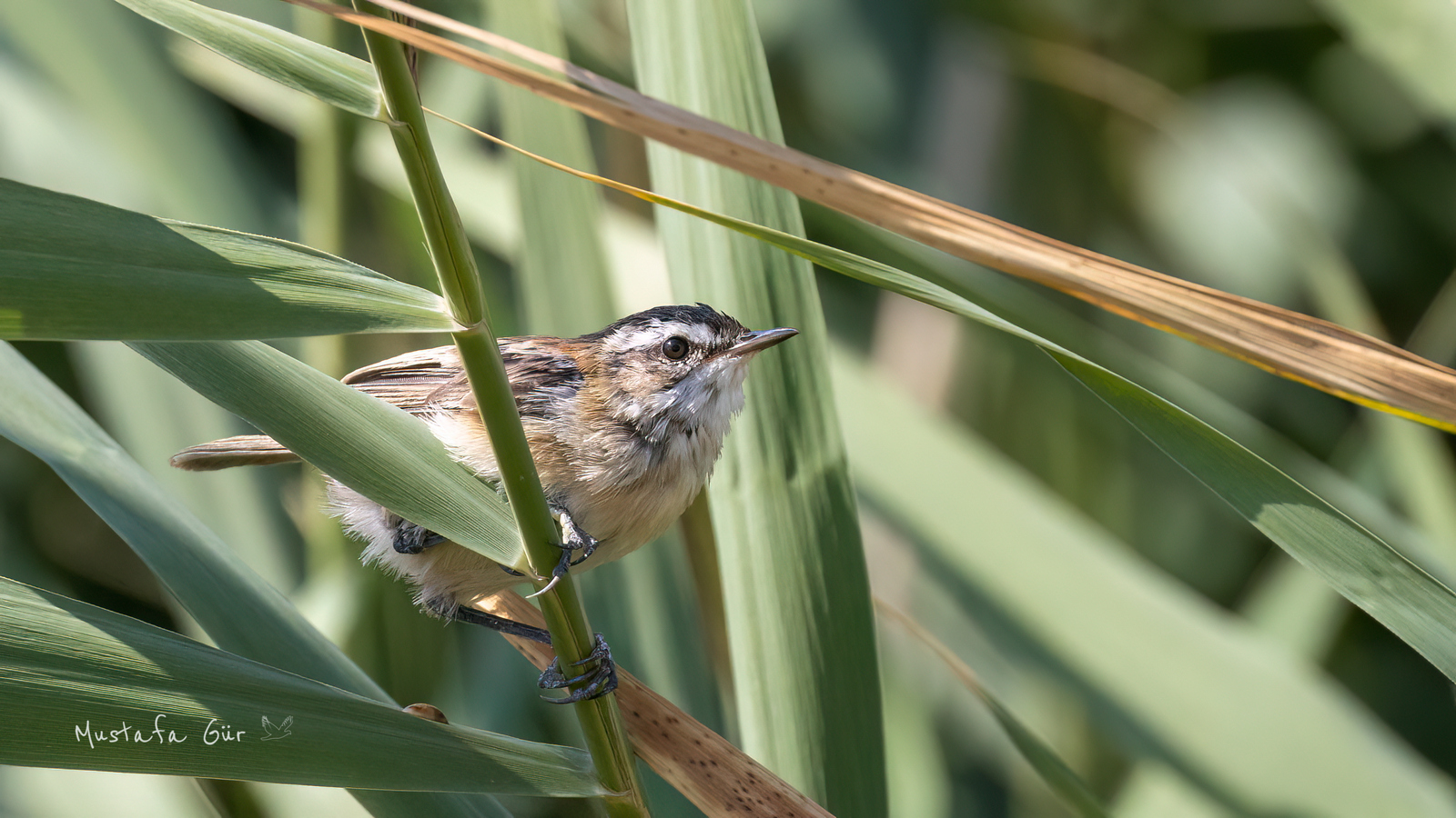 Moustached Warbler