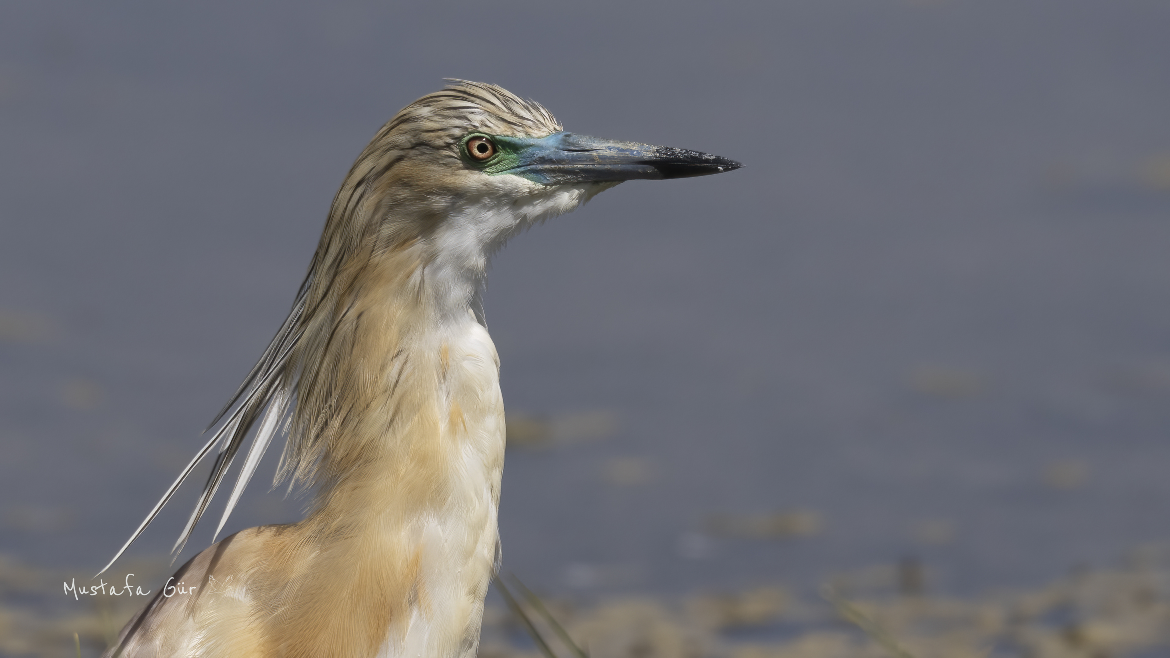 Squacco Heron