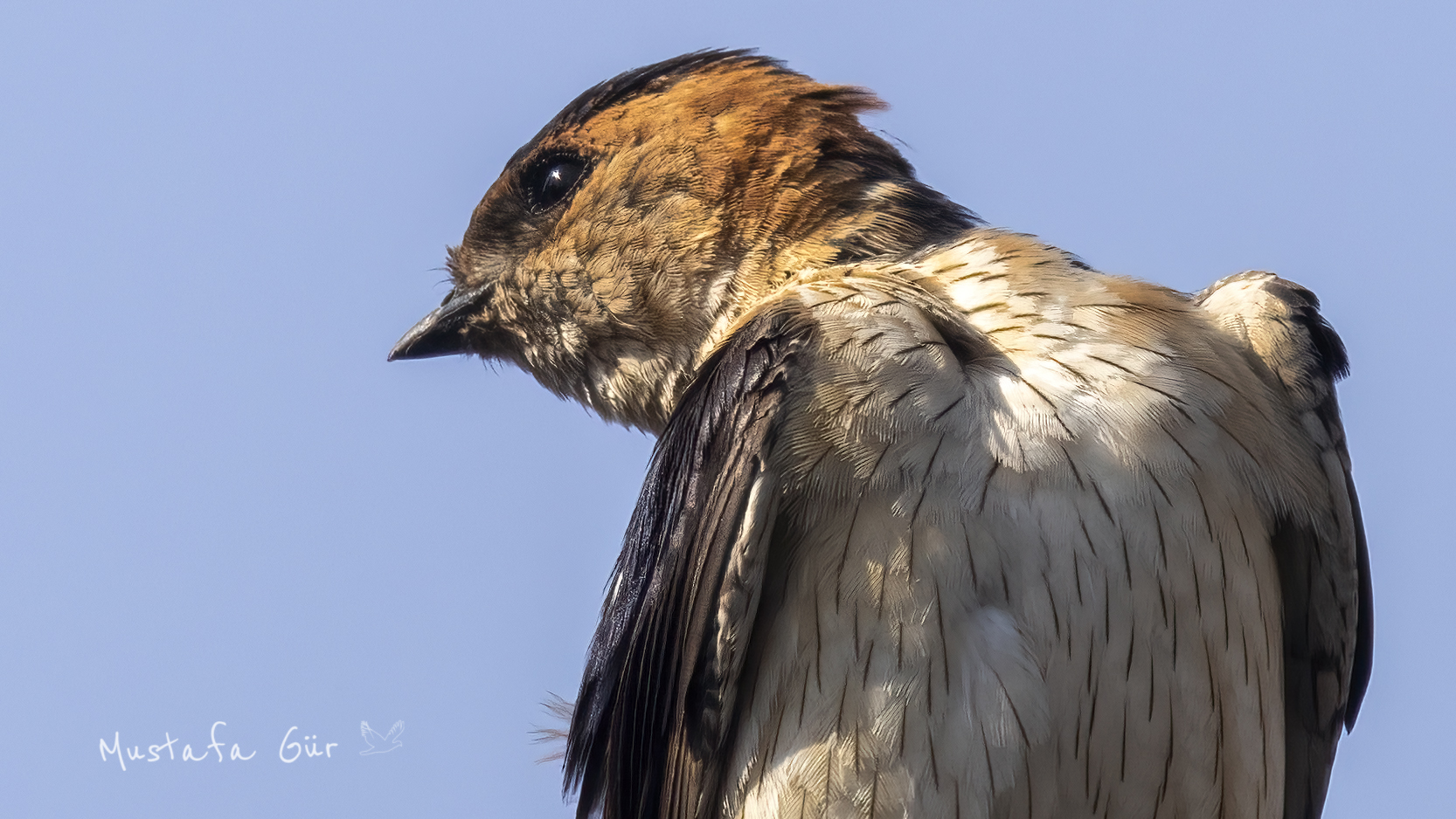 Red-rumped Swallow