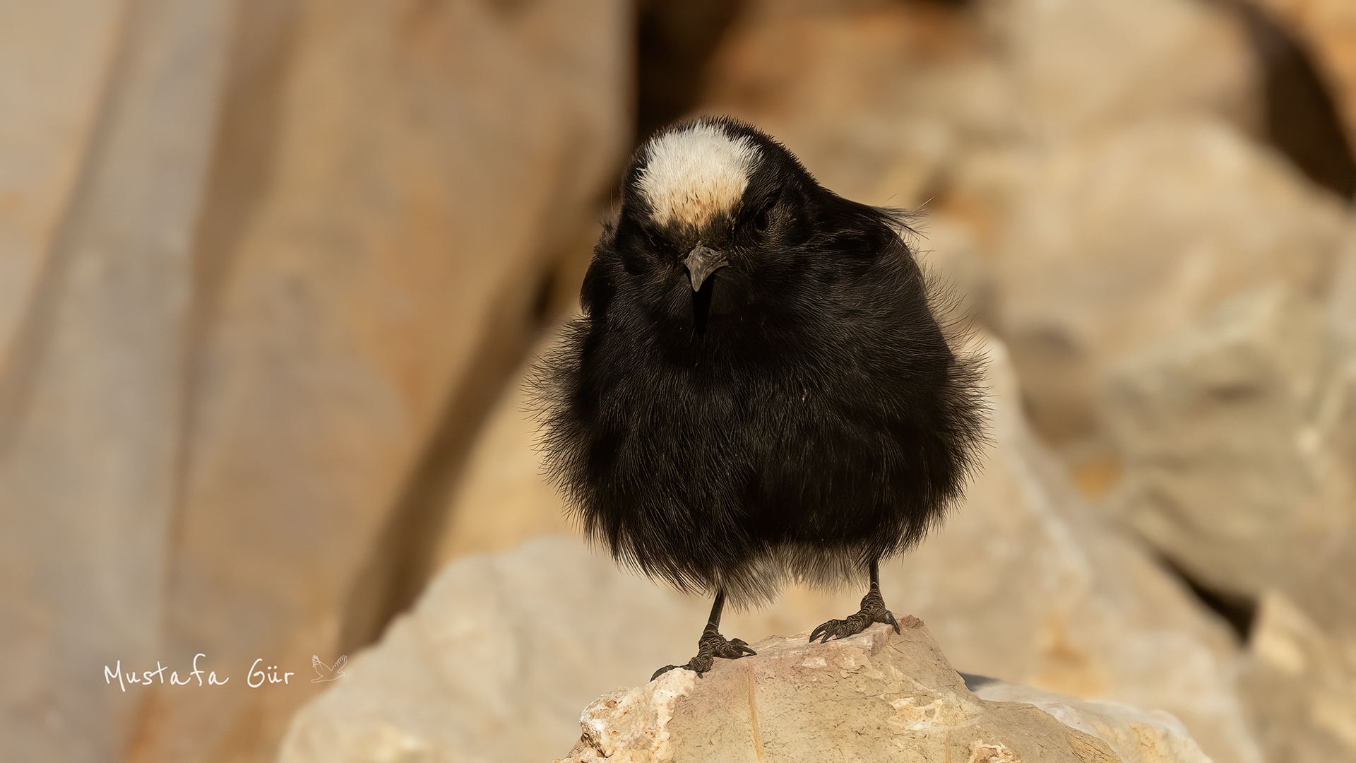 White-crowned Wheatear