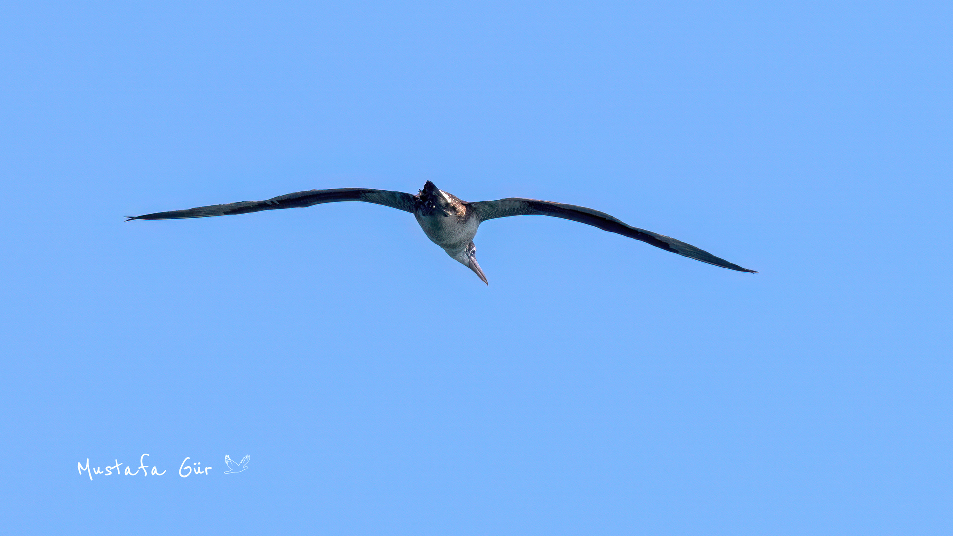 Northern Gannet