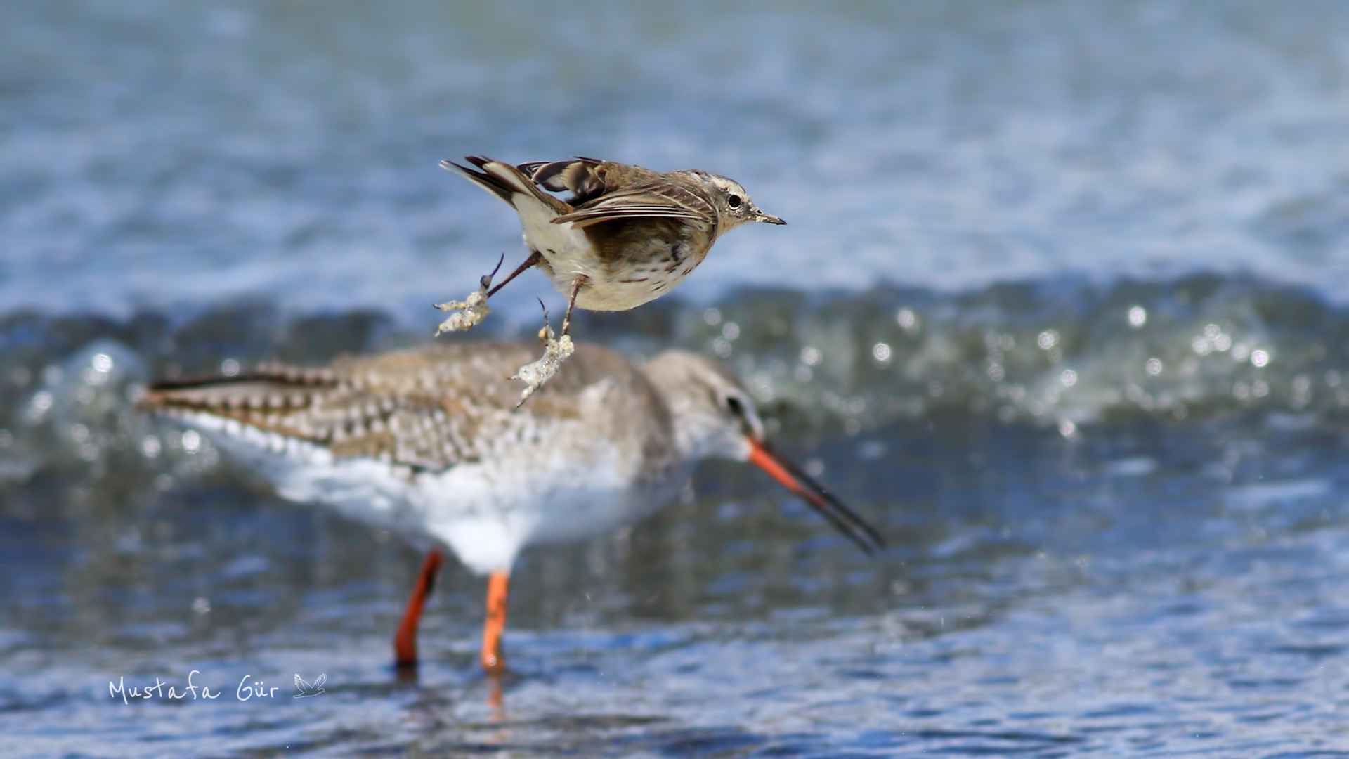 Water Pipit