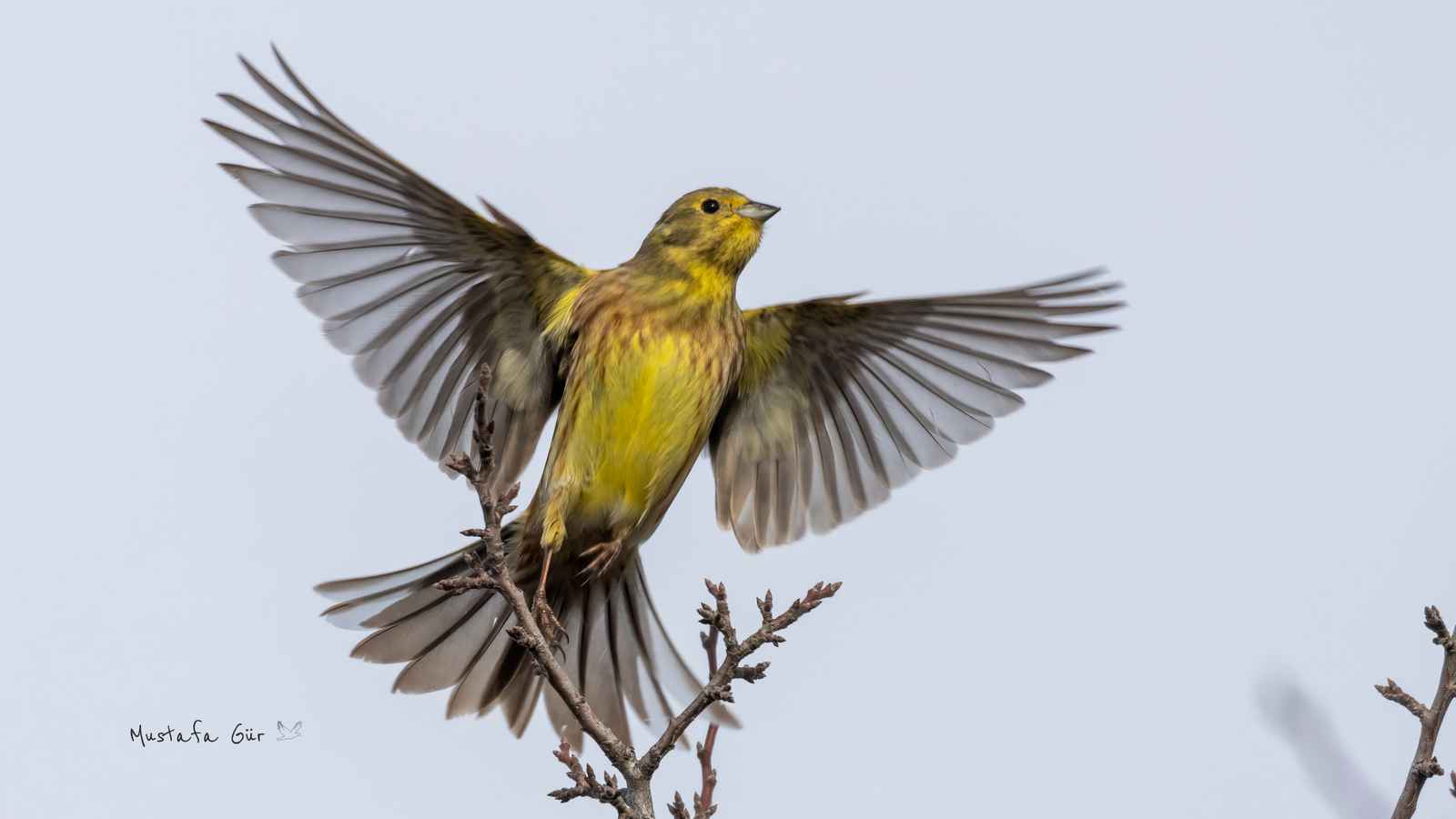 Yellowhammer