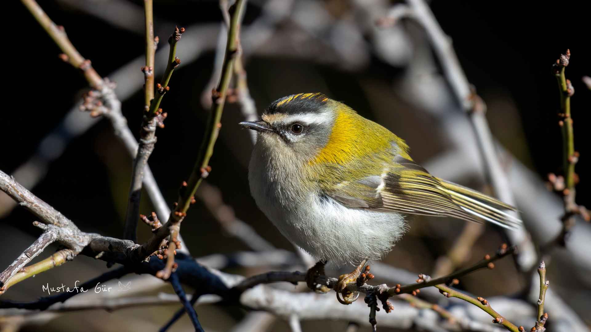 Common Firecrest