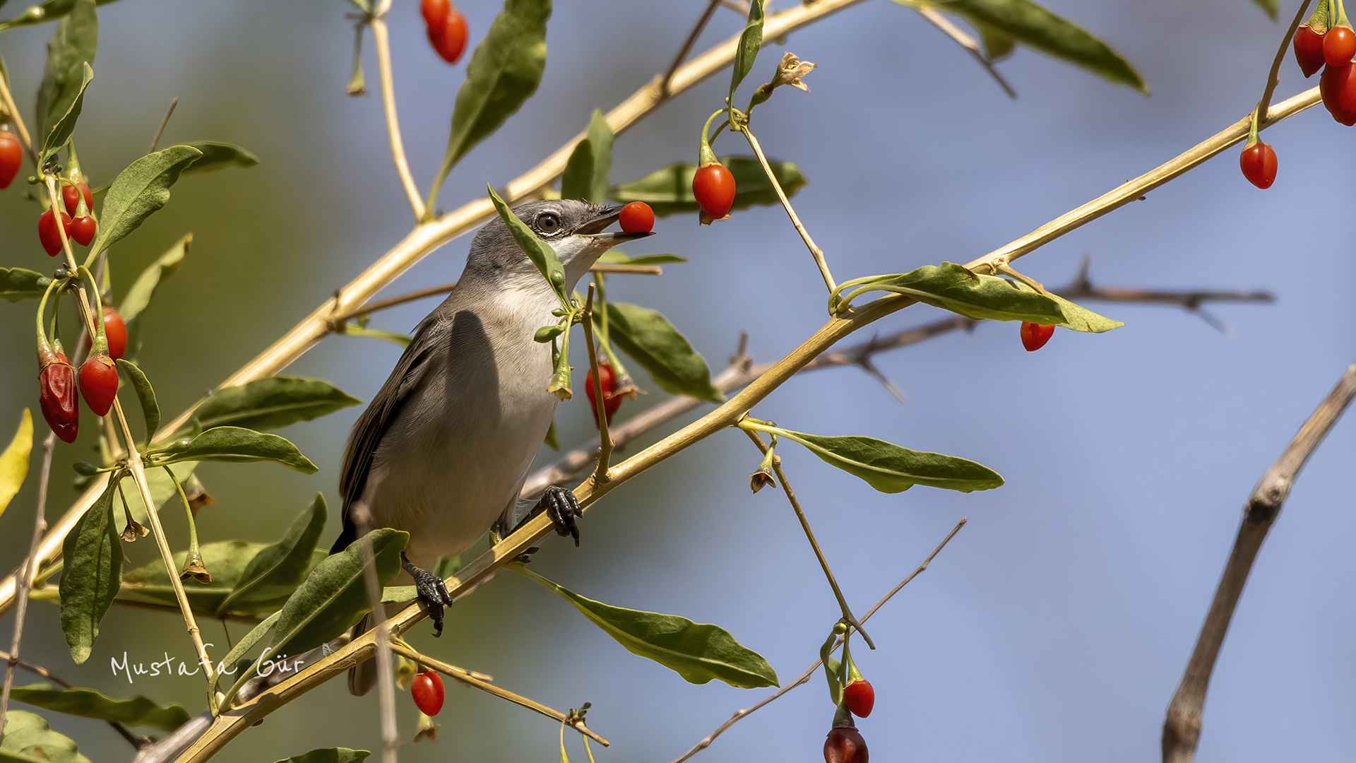 Lesser Whitethroat