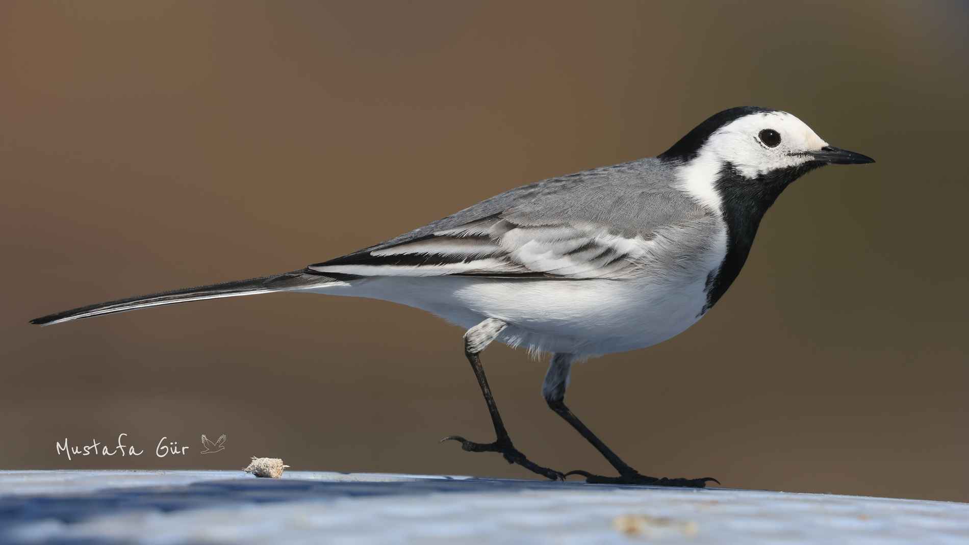White Wagtail