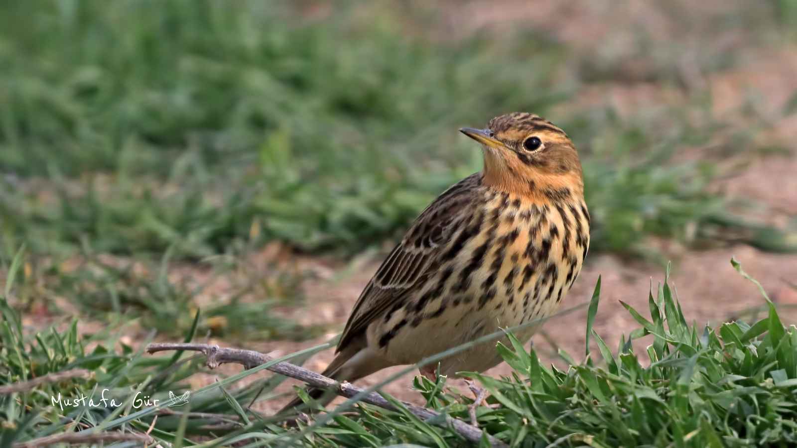Red-throated Pipit