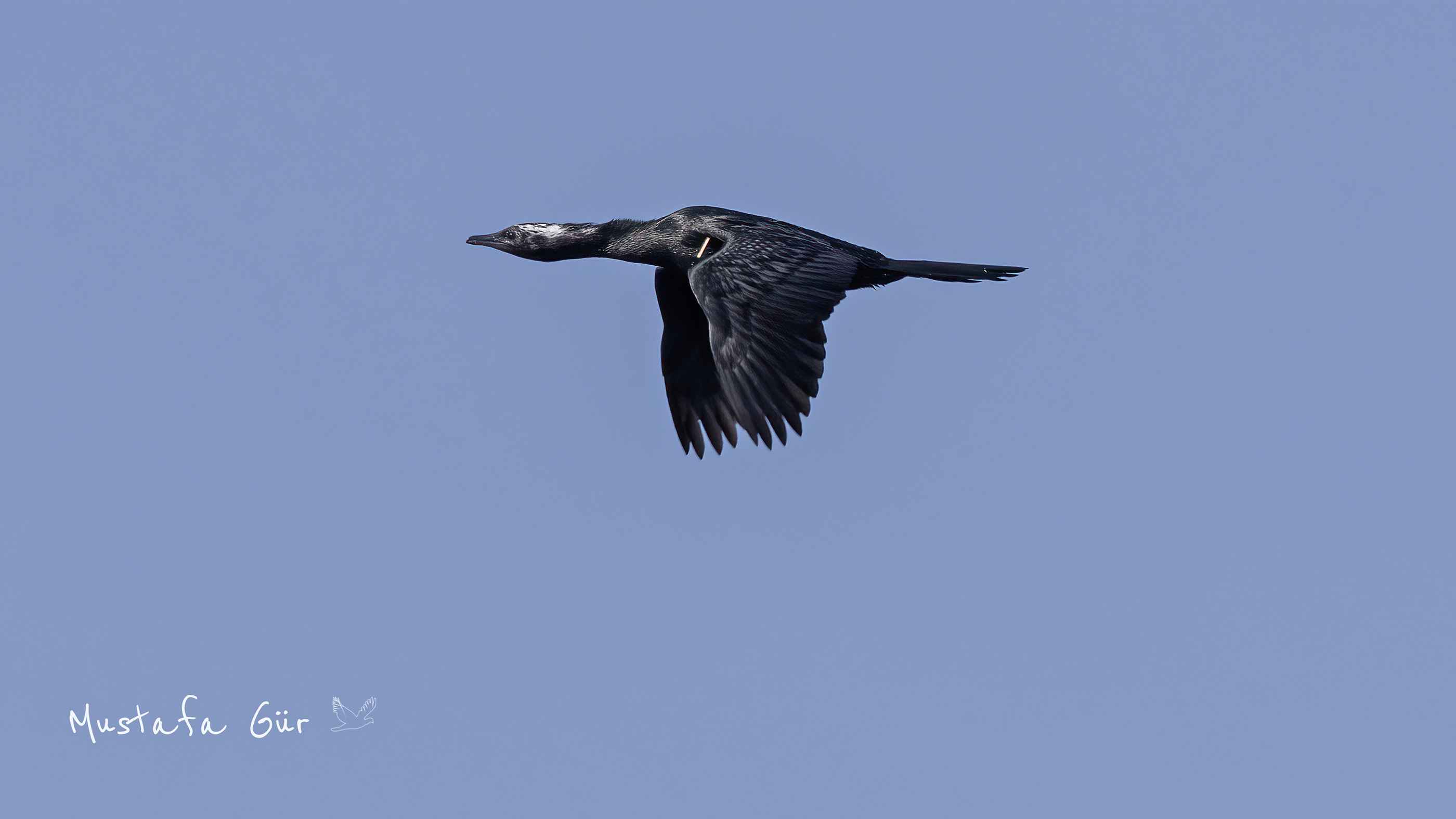 Pygmy Cormorant