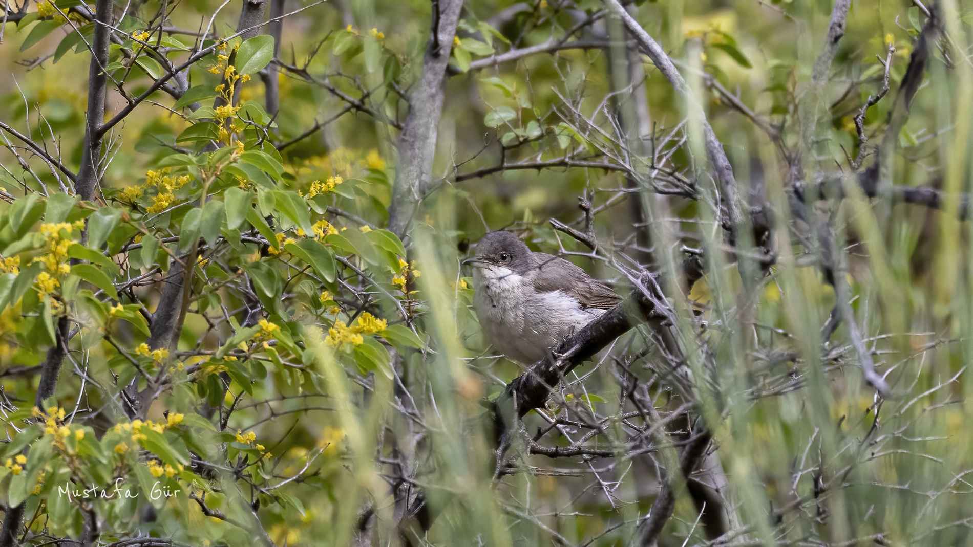 Eastern Orphean Warbler