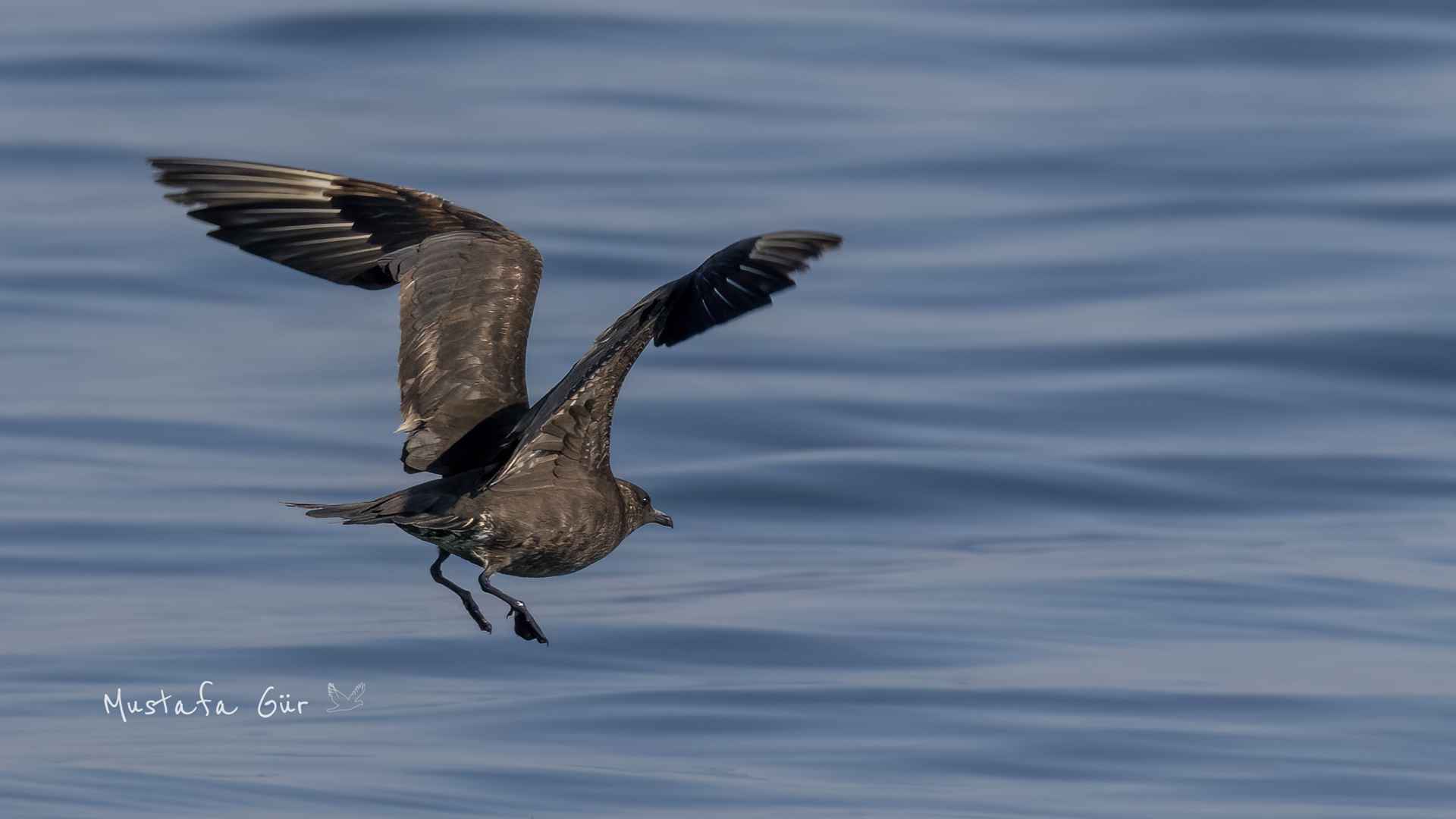 Parasitic Jaeger