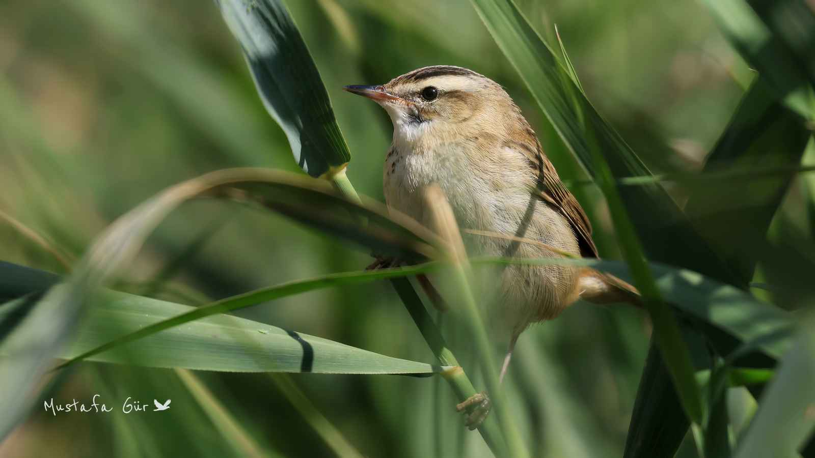 Sedge Warbler