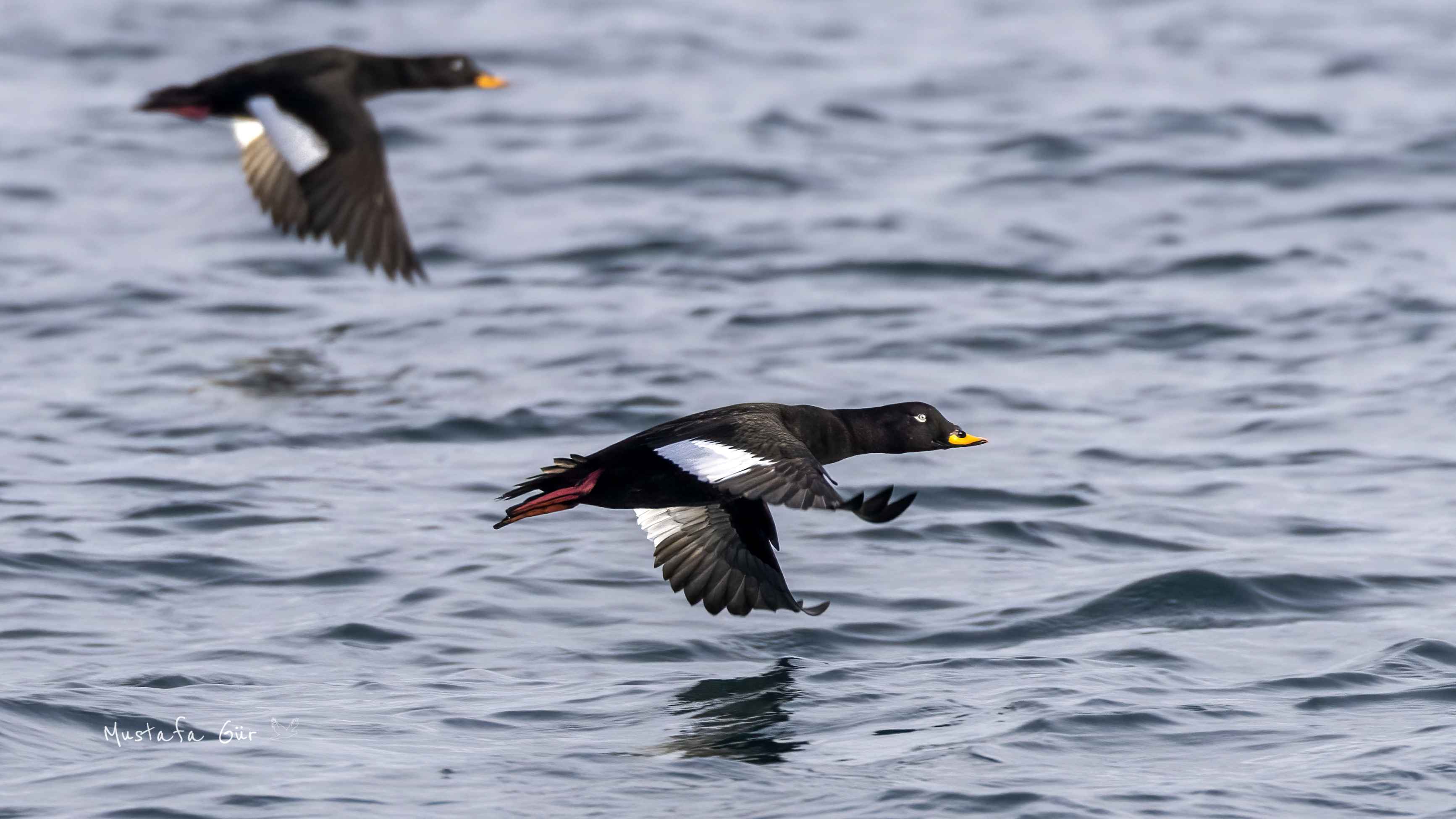 Velvet Scoter