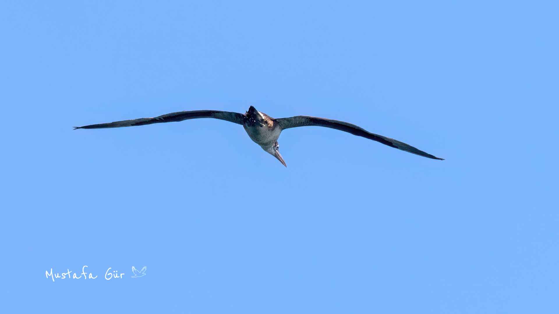 Northern Gannet