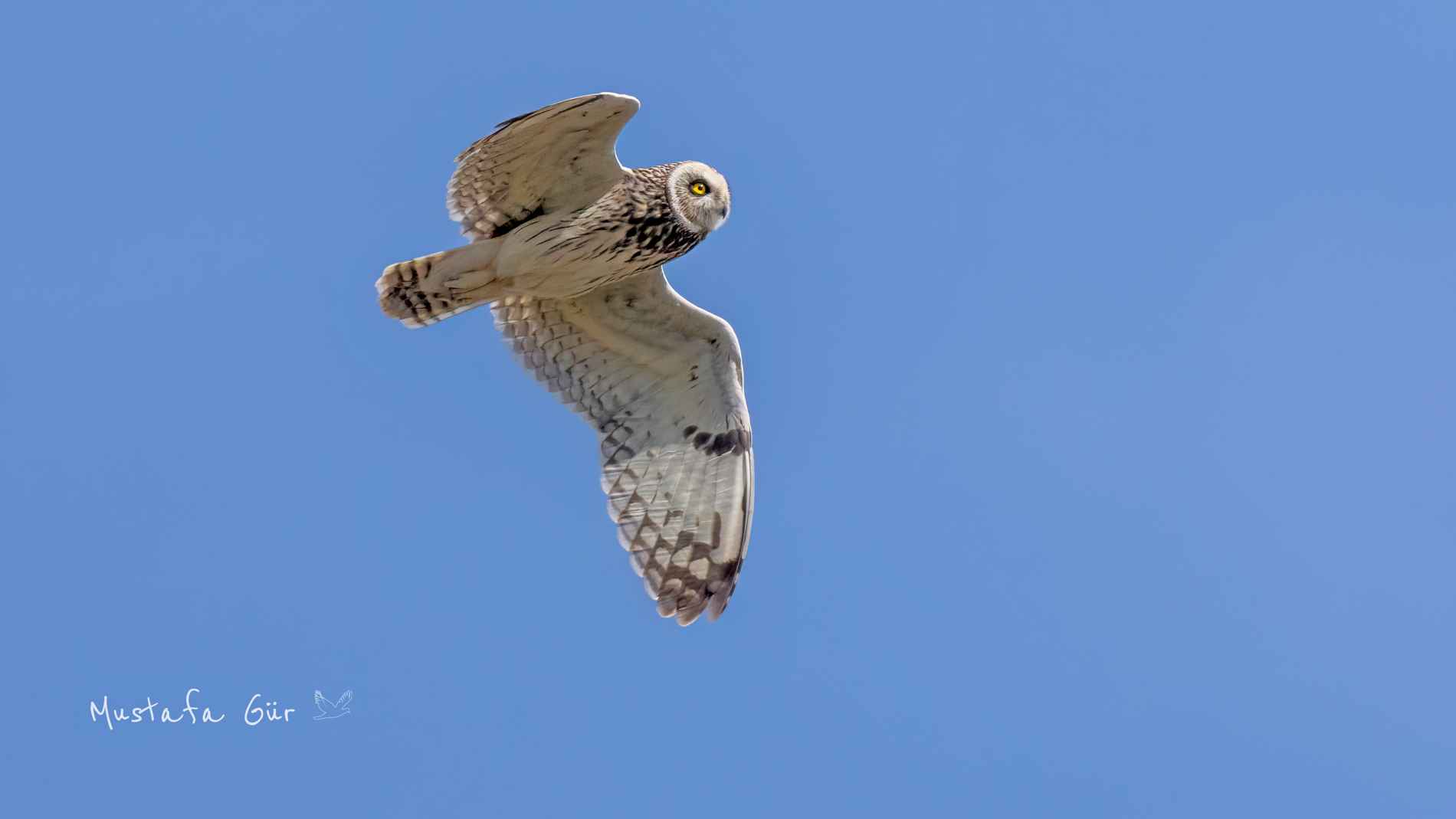 Short-eared Owl
