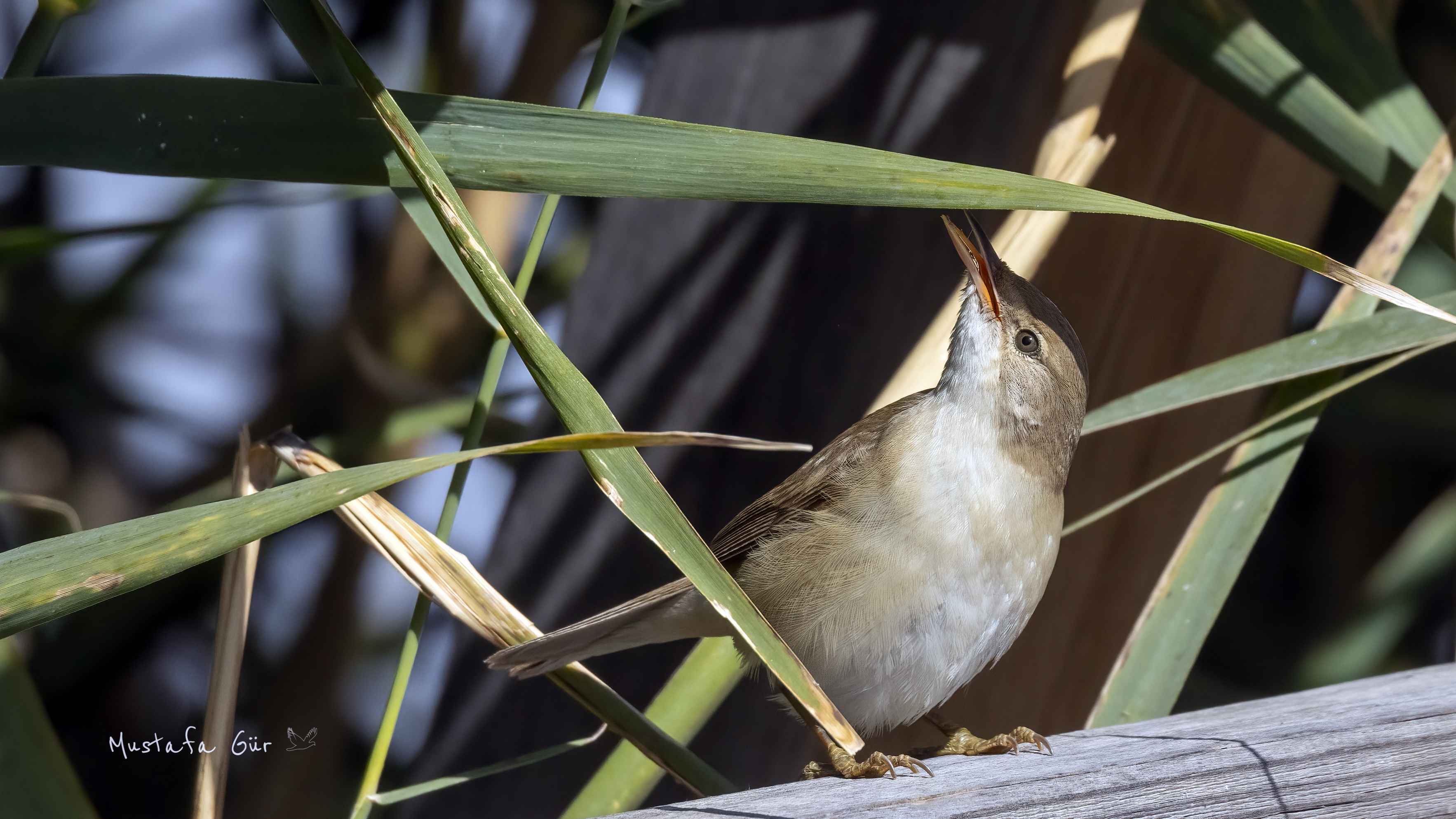 Marsh Warbler