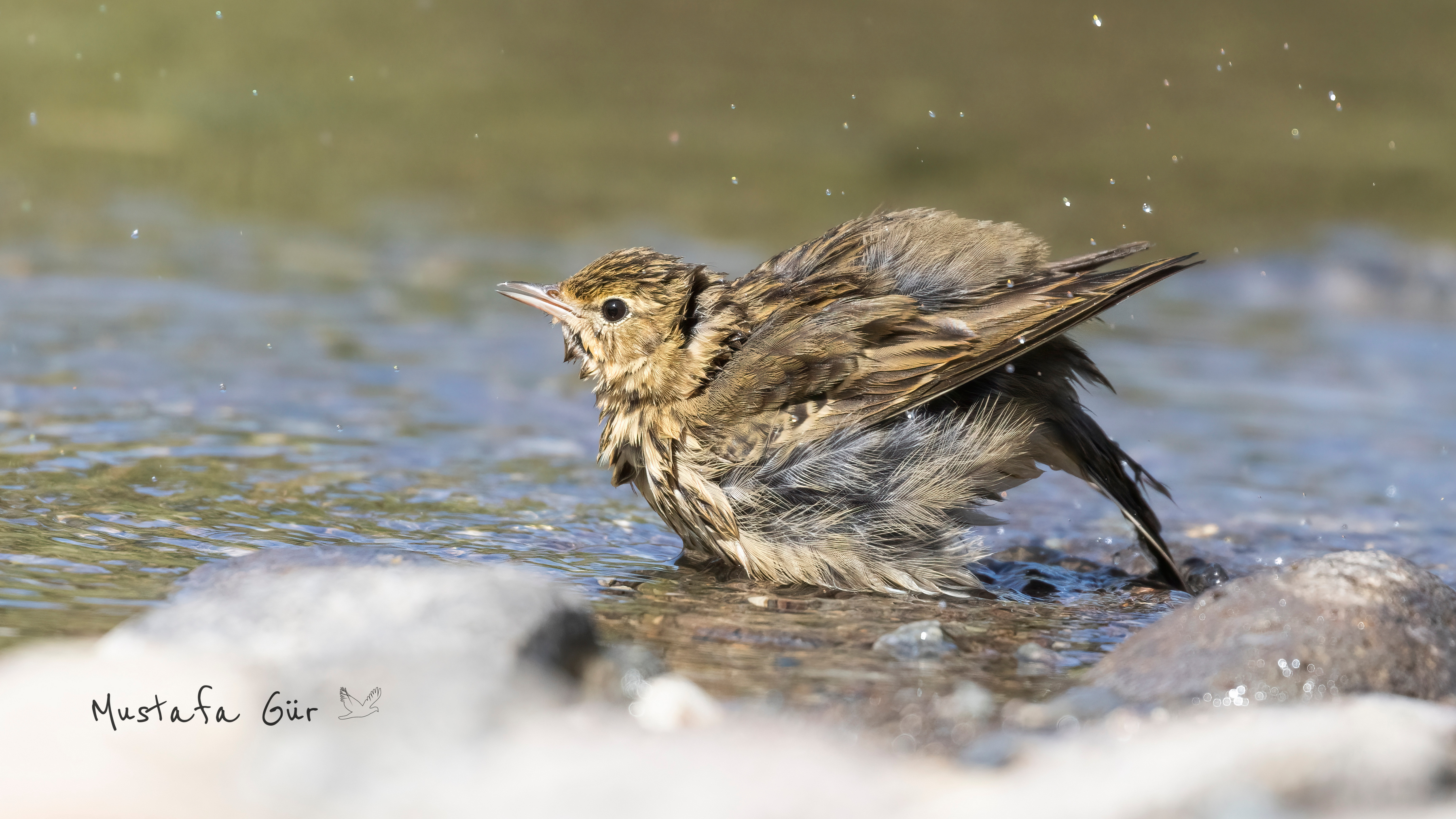 Tree Pipit