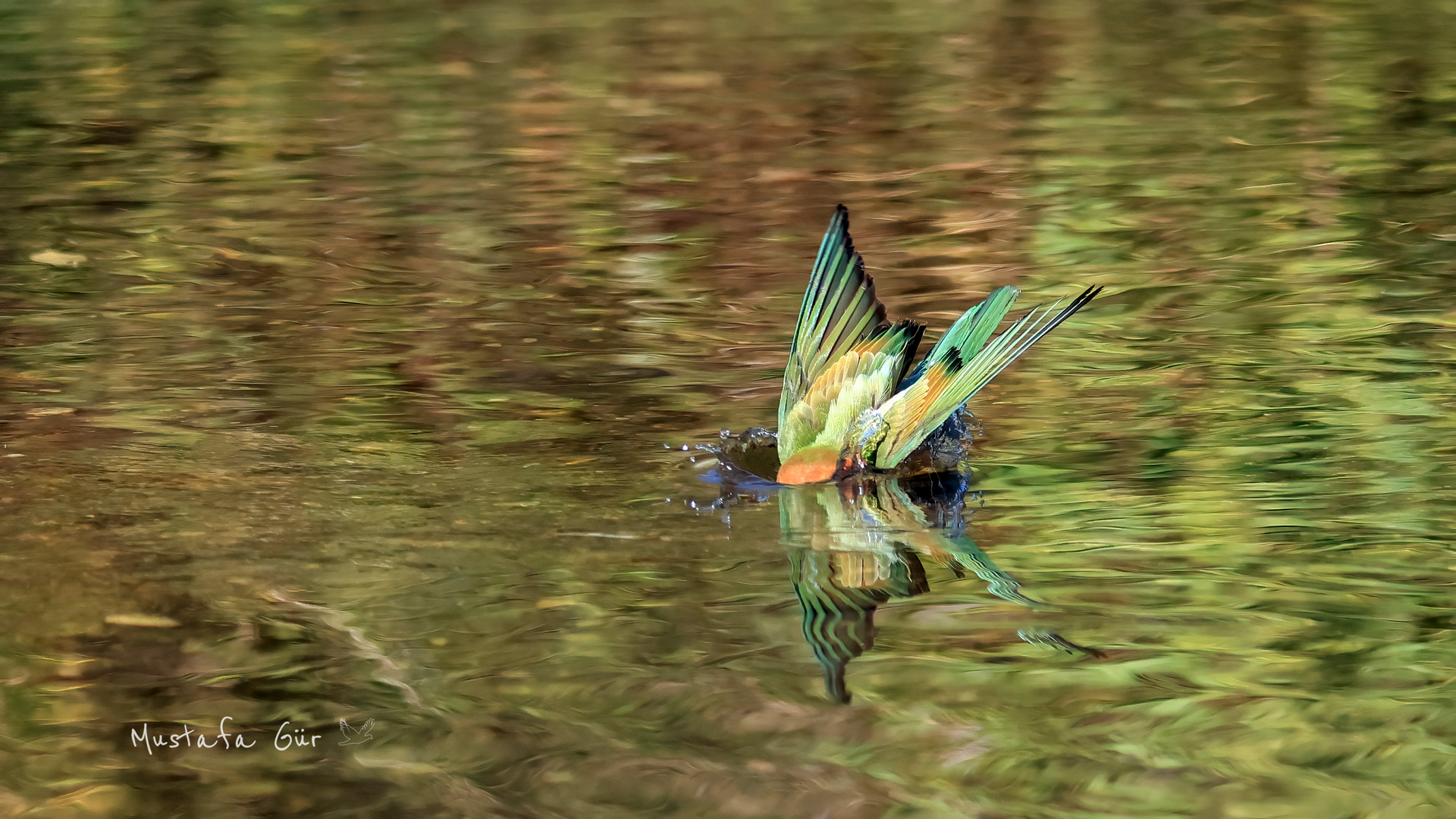 European Bee-eater