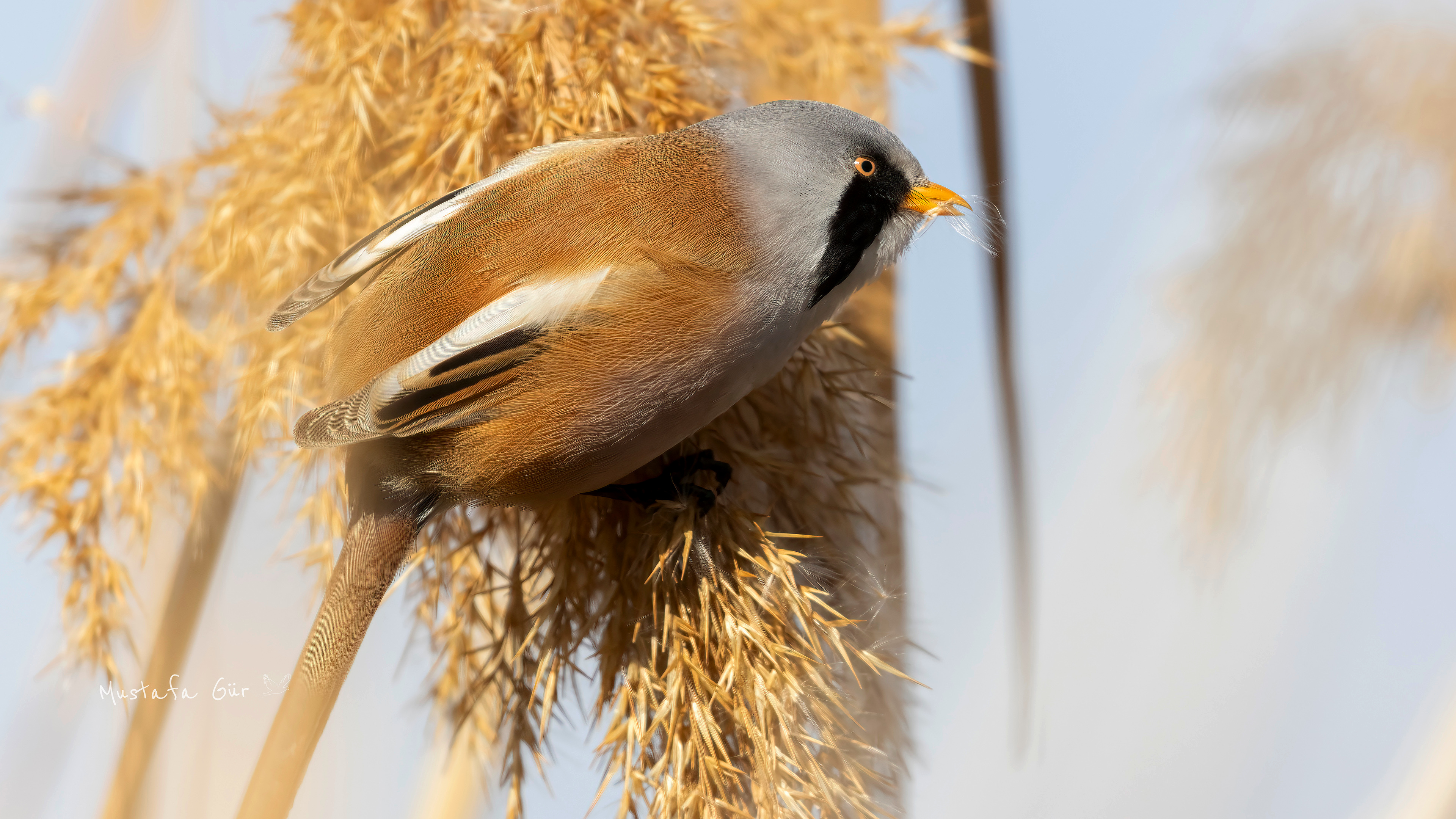 Bearded Reedling