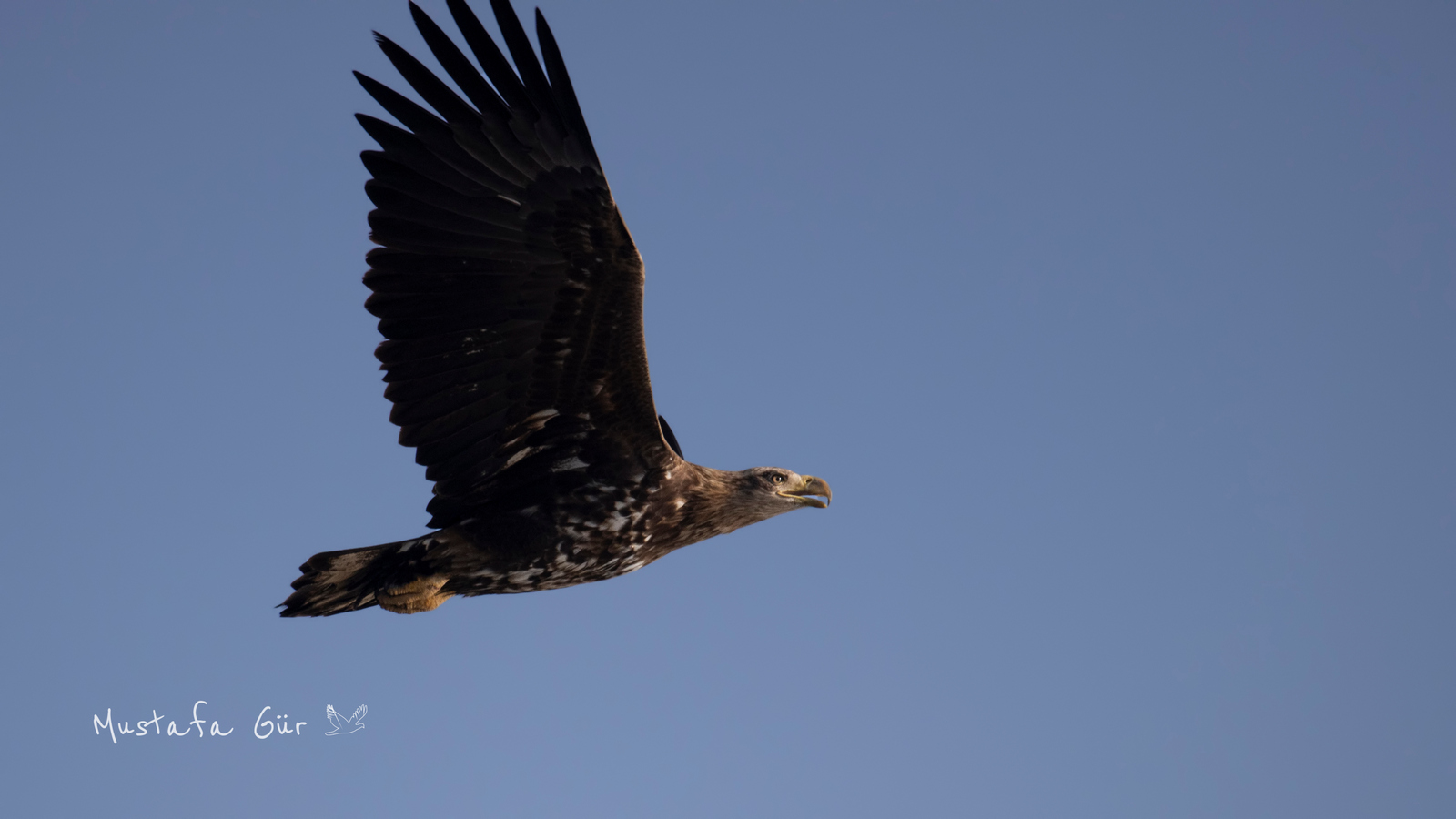 White-tailed Eagle