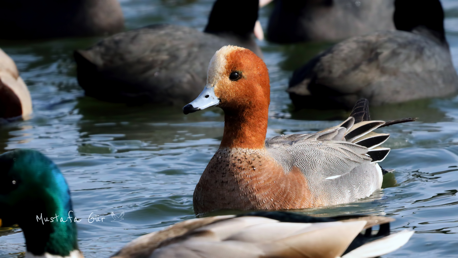 Eurasian Wigeon